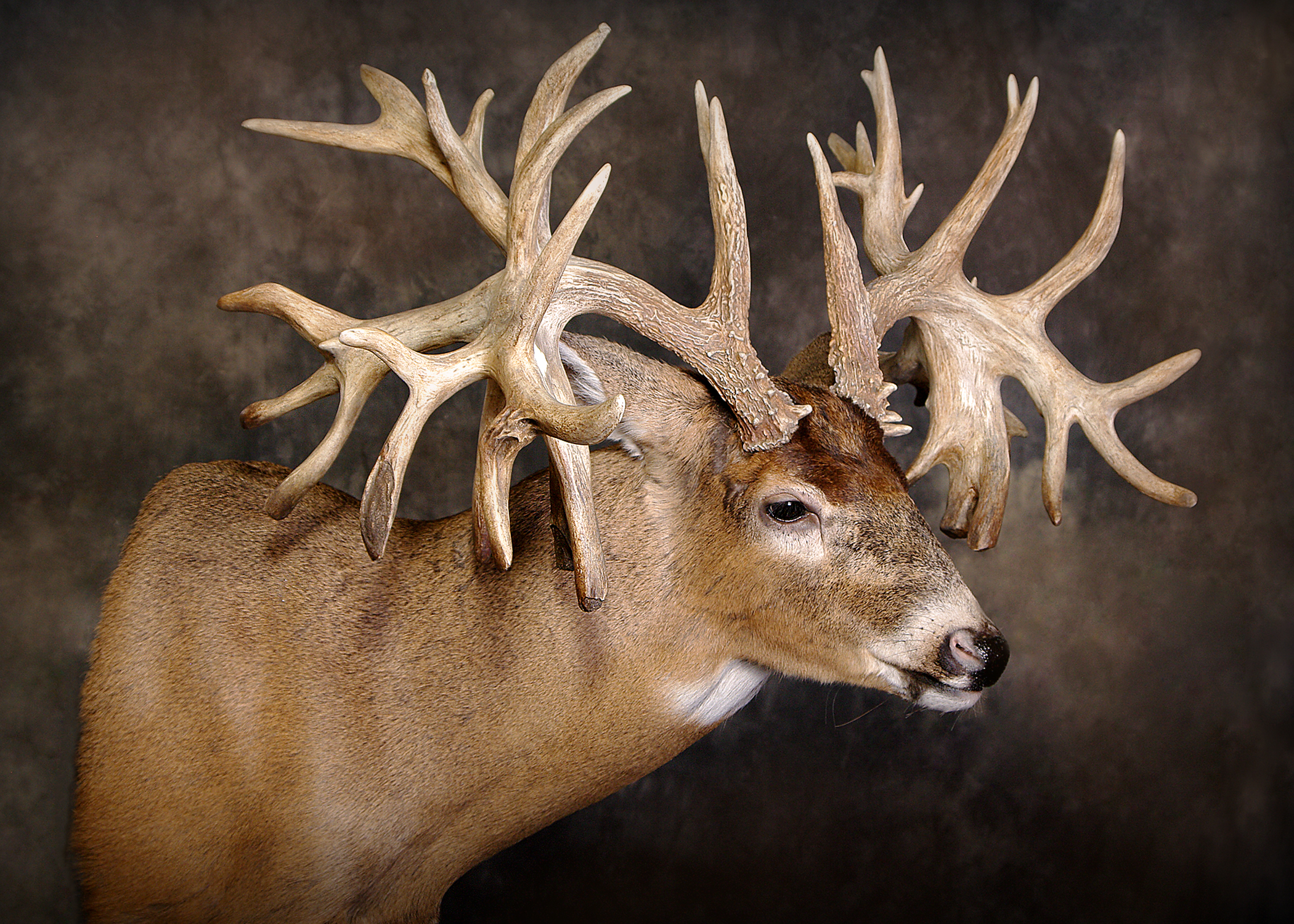 Missouri Monarch Whitetail