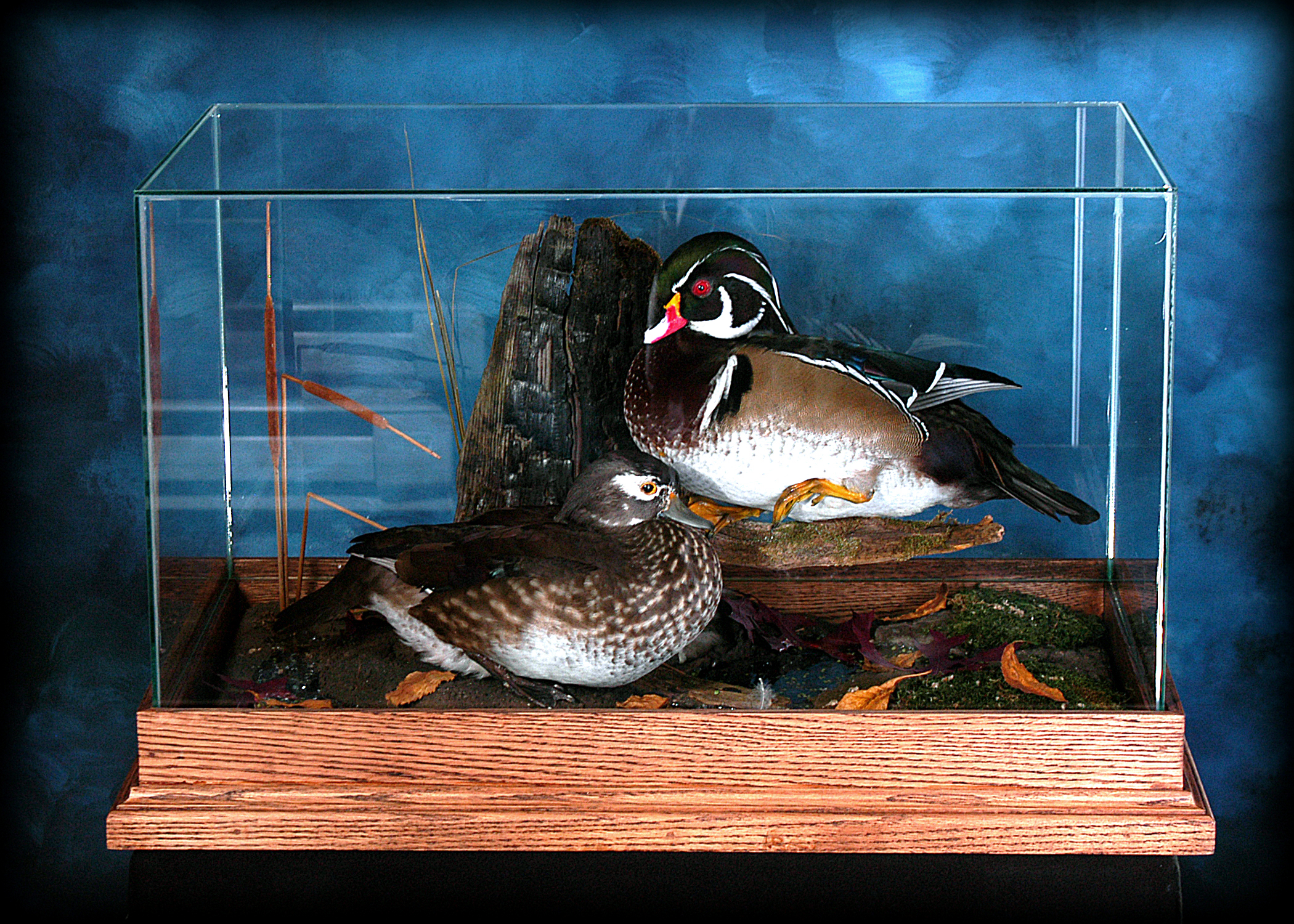 Mandarin Ducks