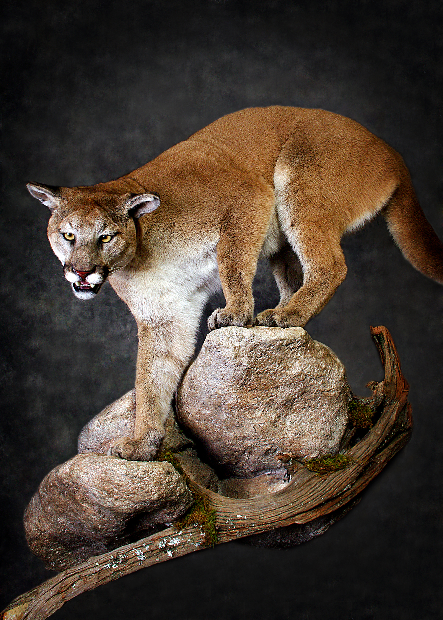 Mountain Lion
