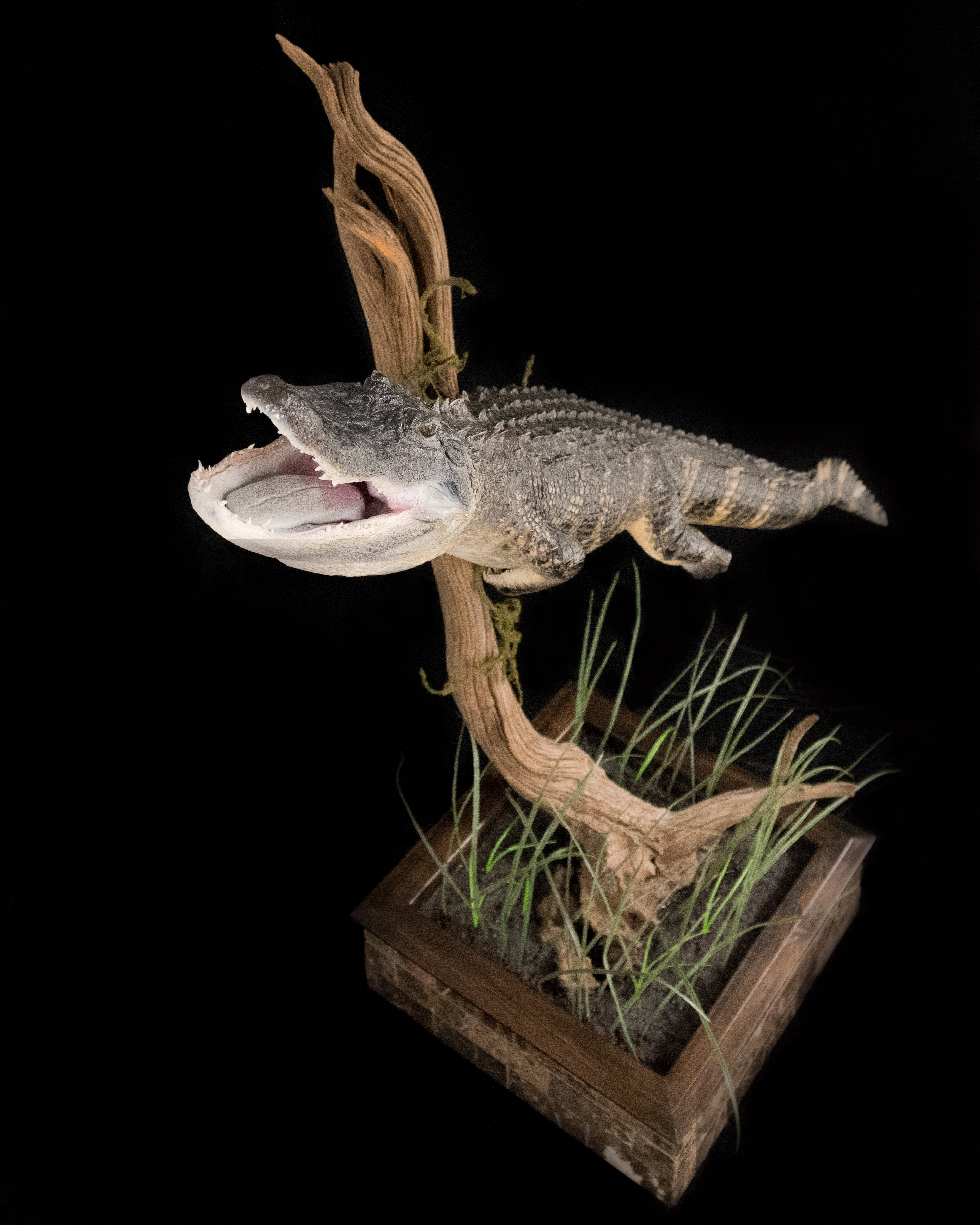 Alligator