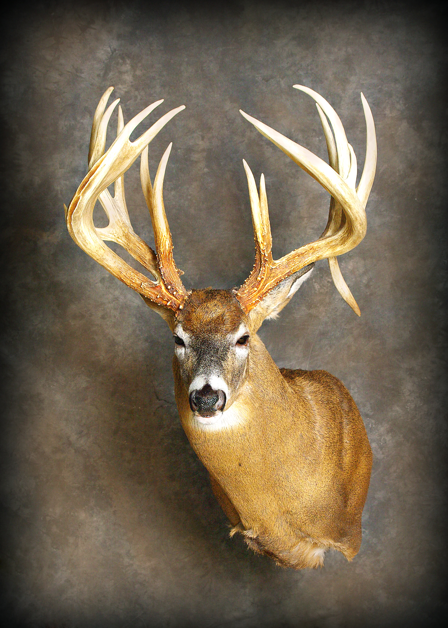 Whitetail Deer