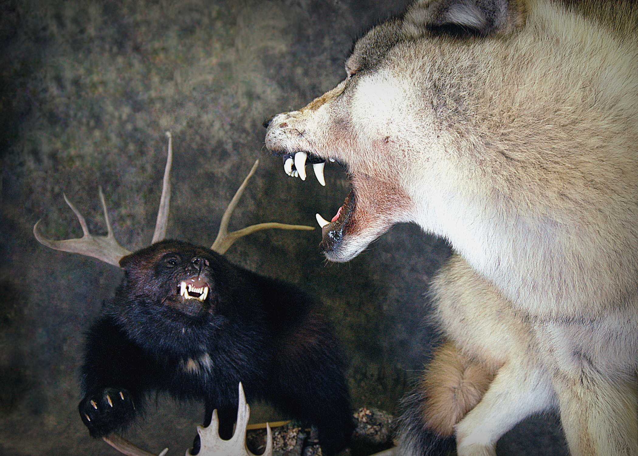 Wolf | Wolverine