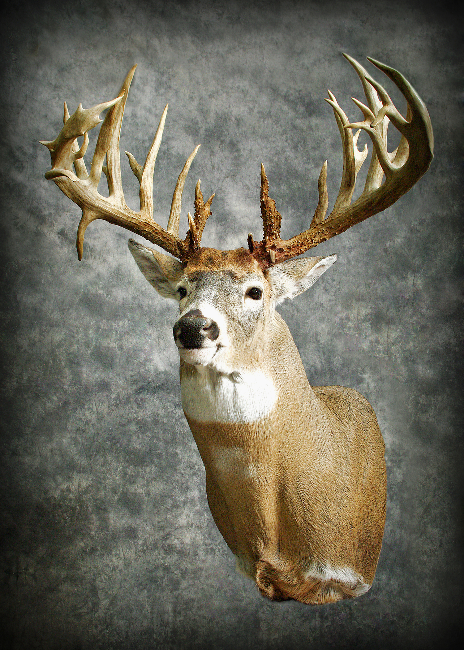 Whitetail Deer