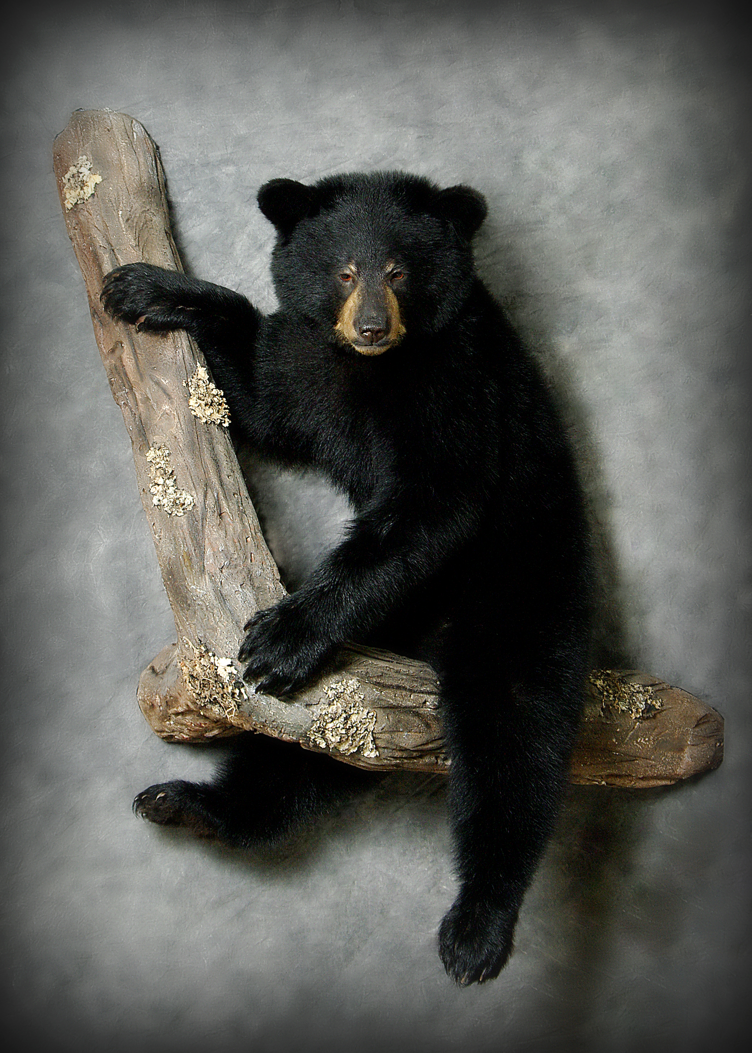 Black Bear