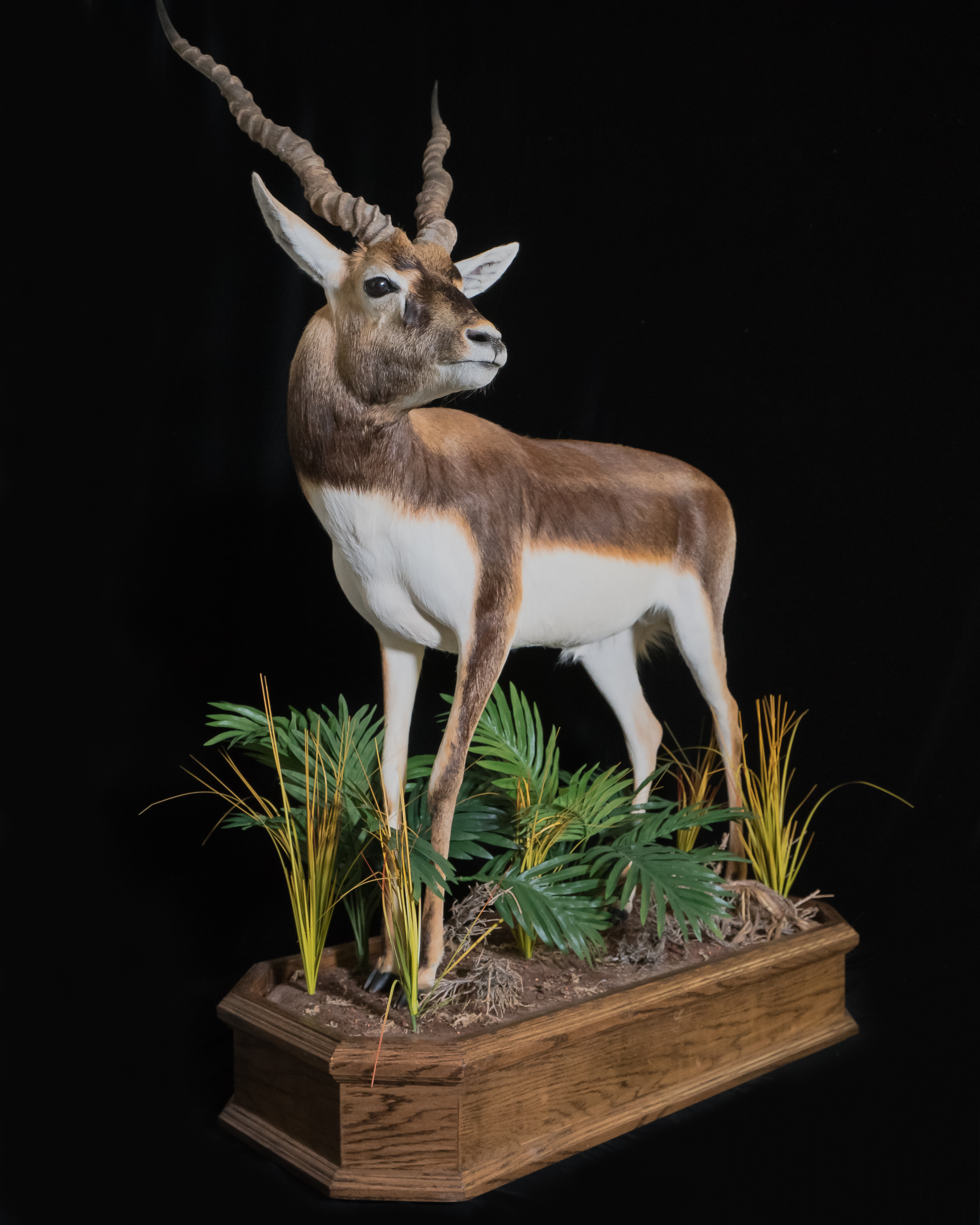 Black Buck