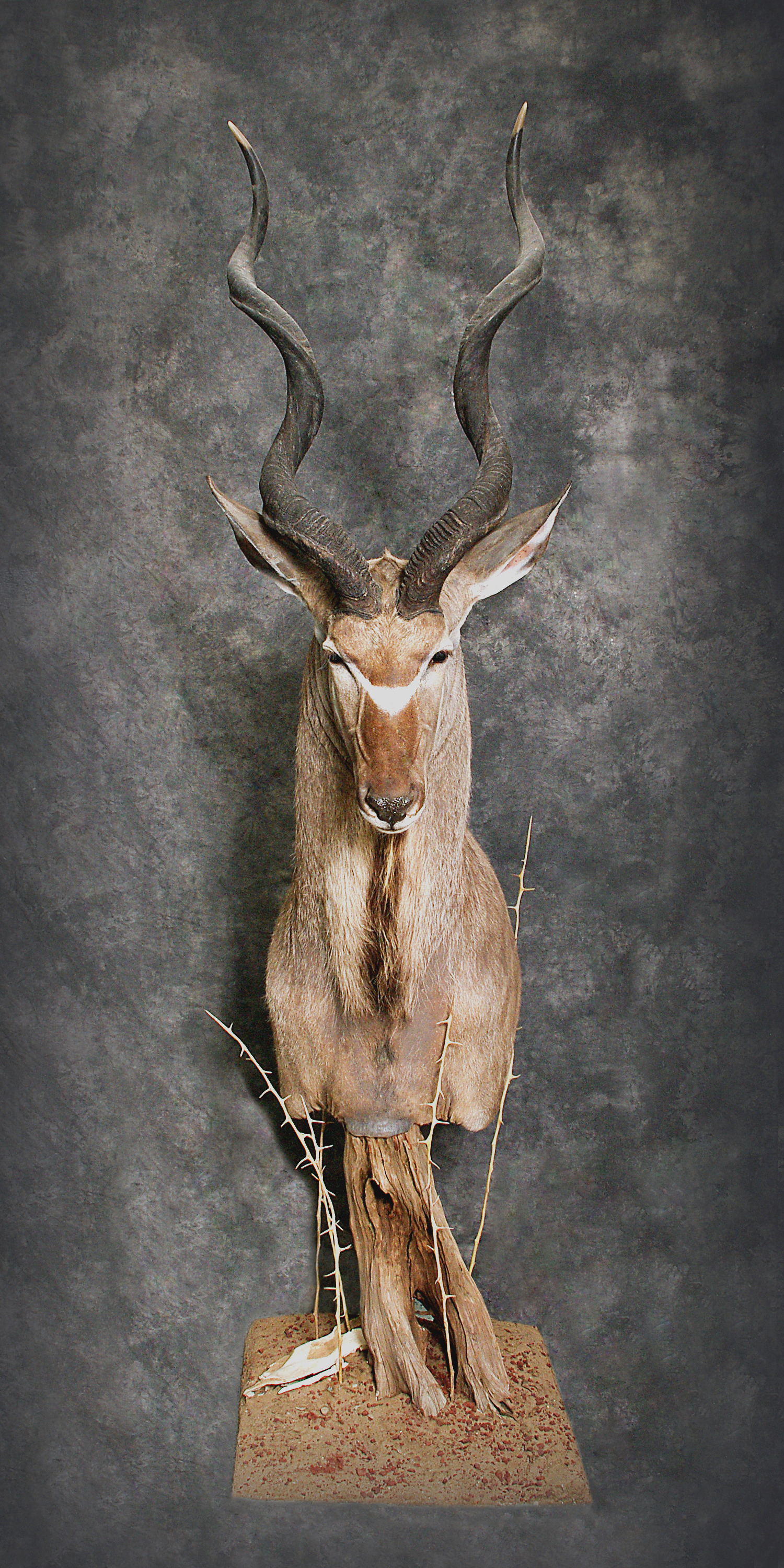 Kudu