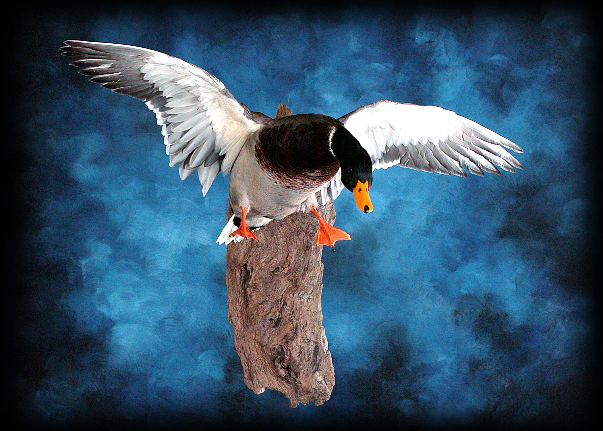 Mallard Duck