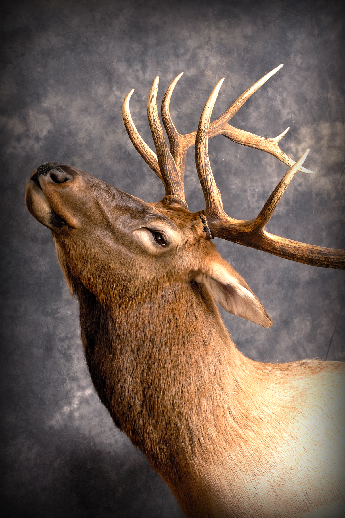 Elk