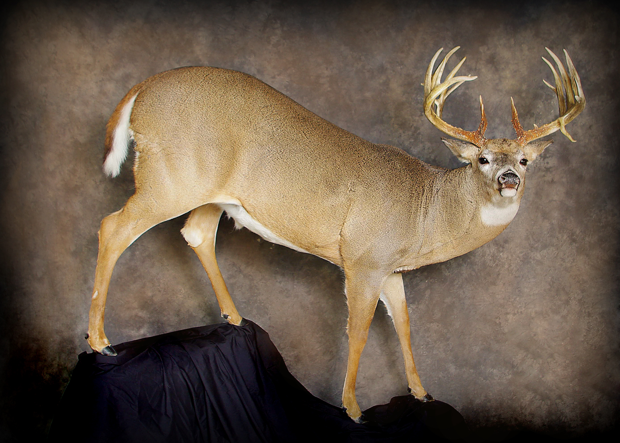 Whitetail Deer