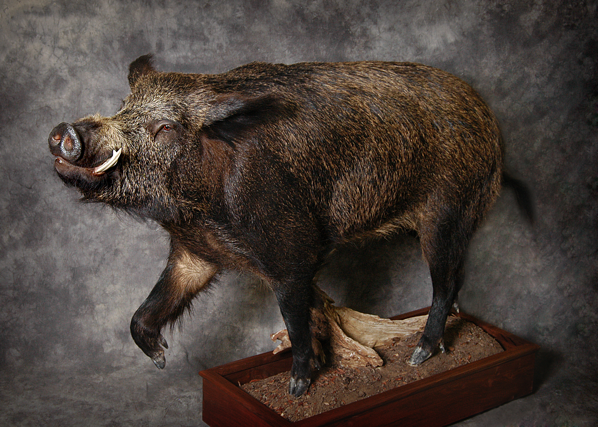 Boar