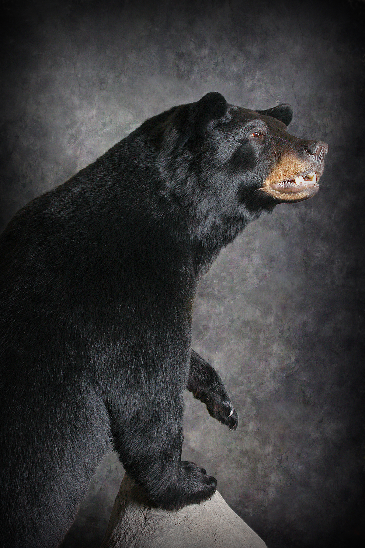 Black Bear