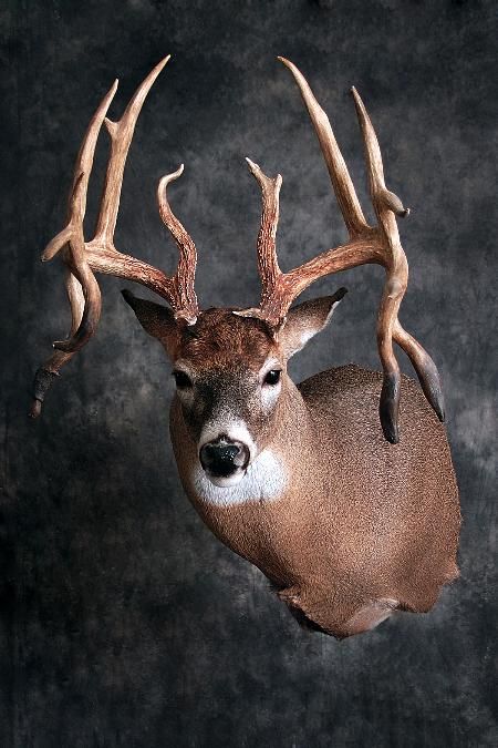 Double Droptine Buck
