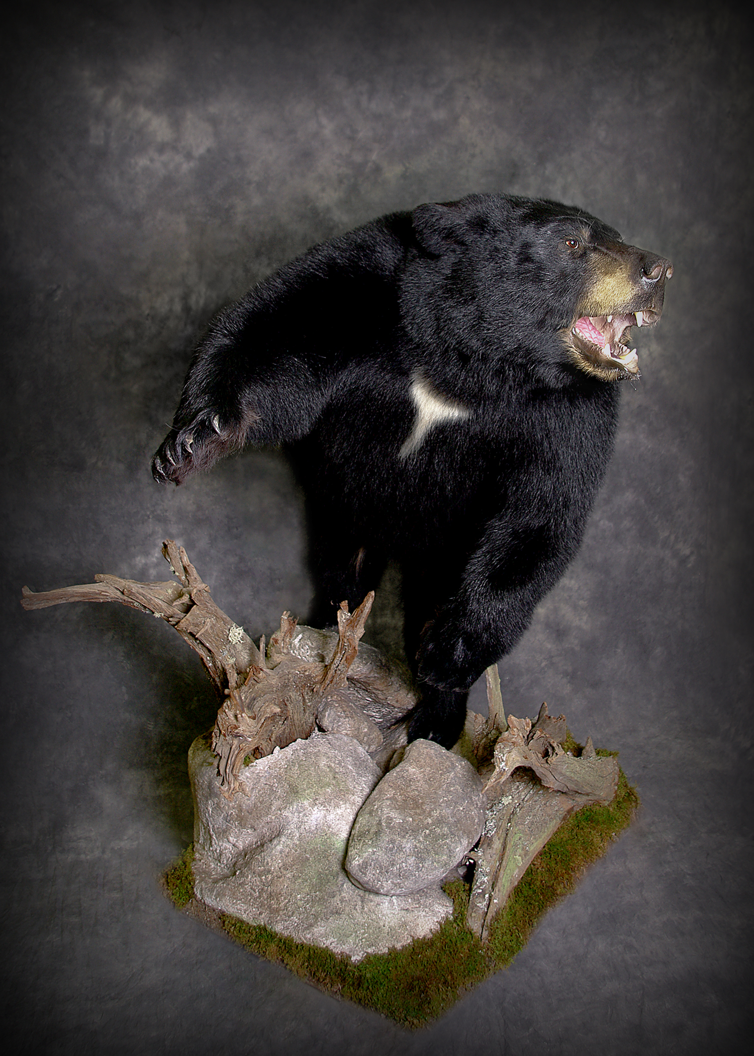 Black Bear