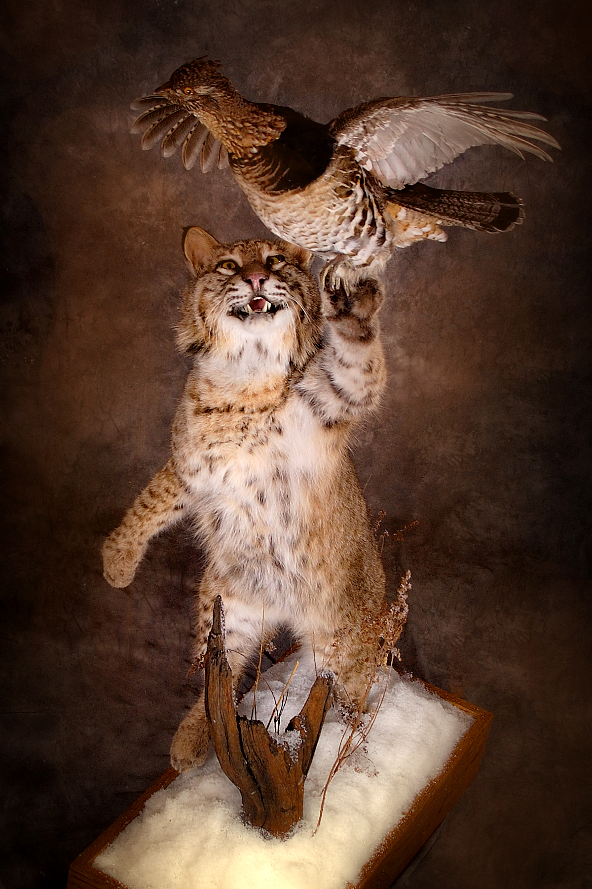 Bobcat | Grouse