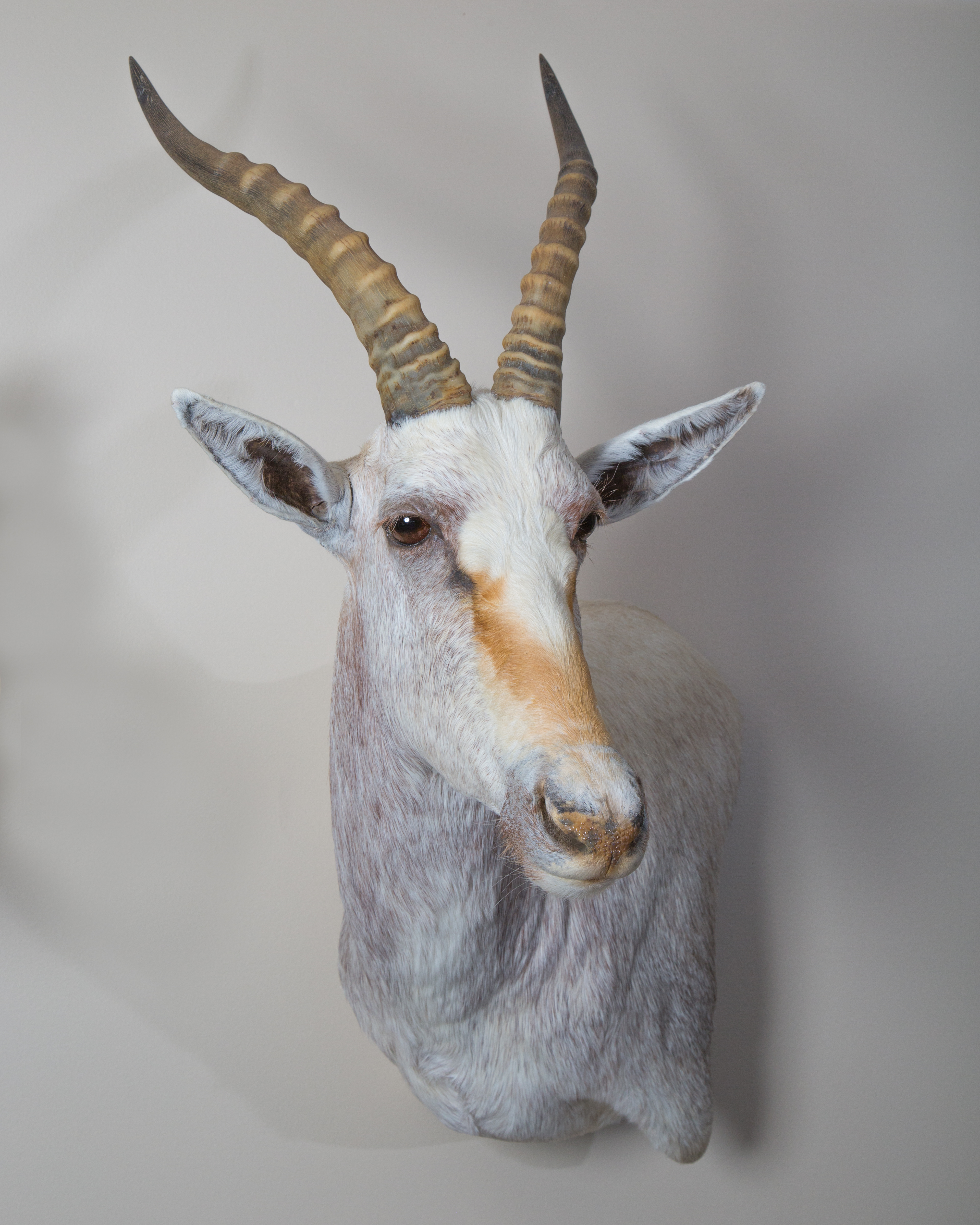 White Blesbuck