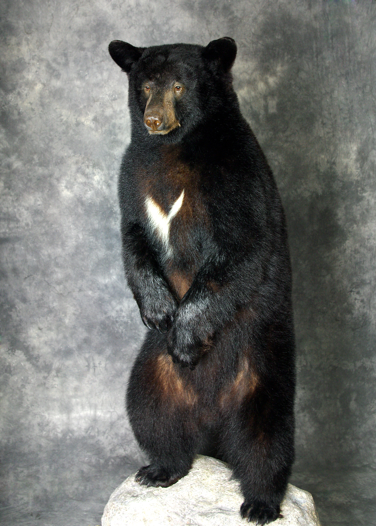 Black Bear