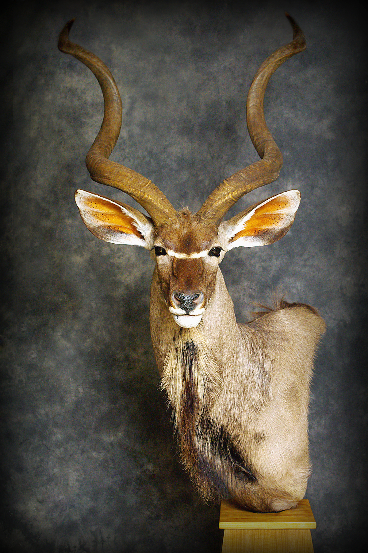 Kudu