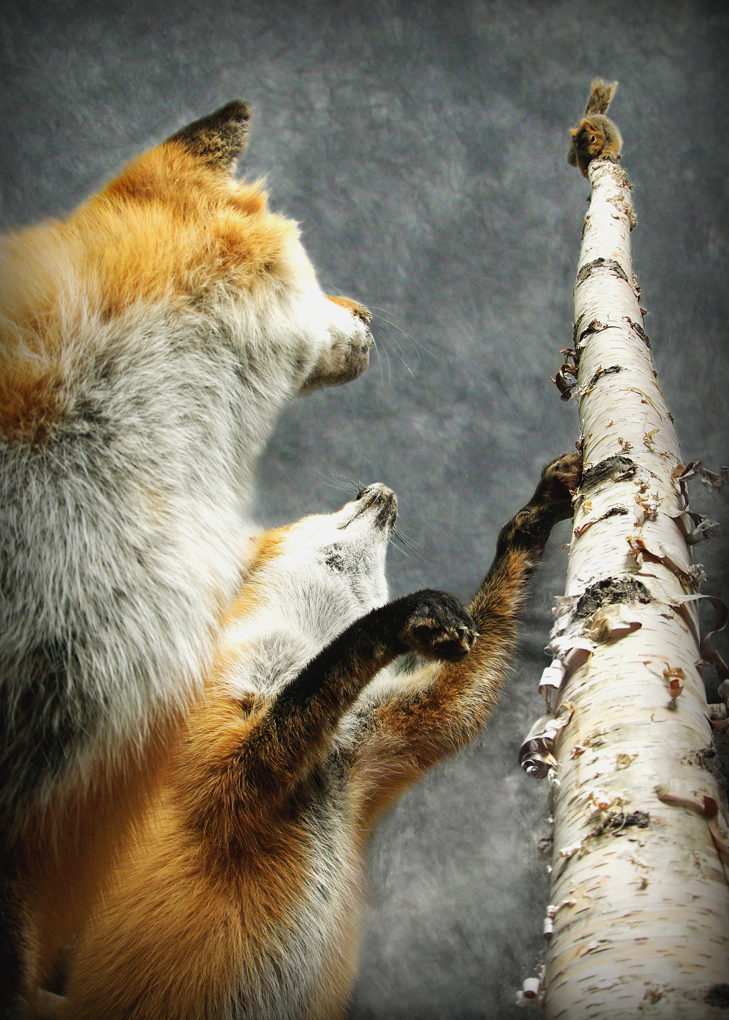 Fox | Squirrel