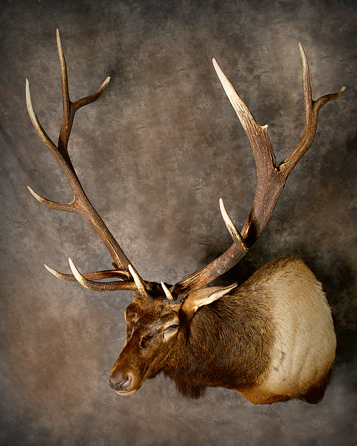 Elk