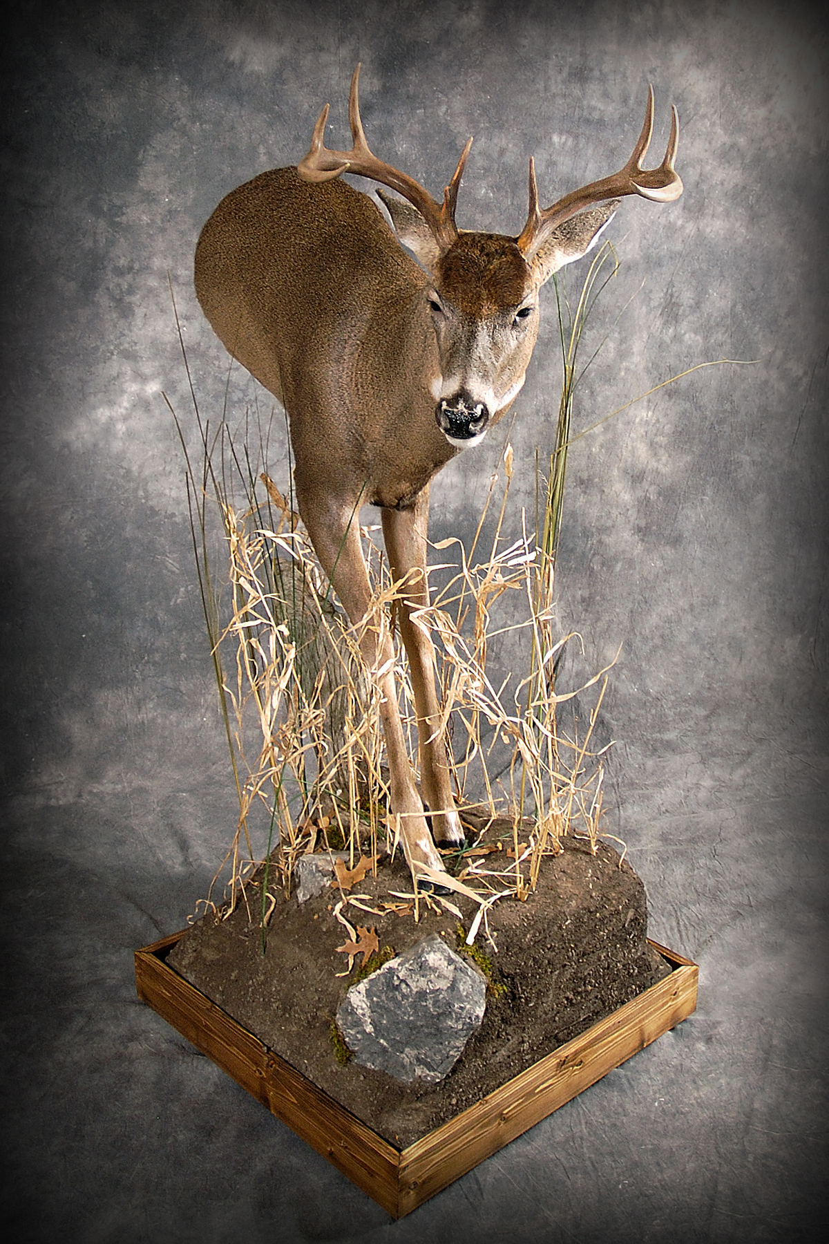 Whitetail Deer