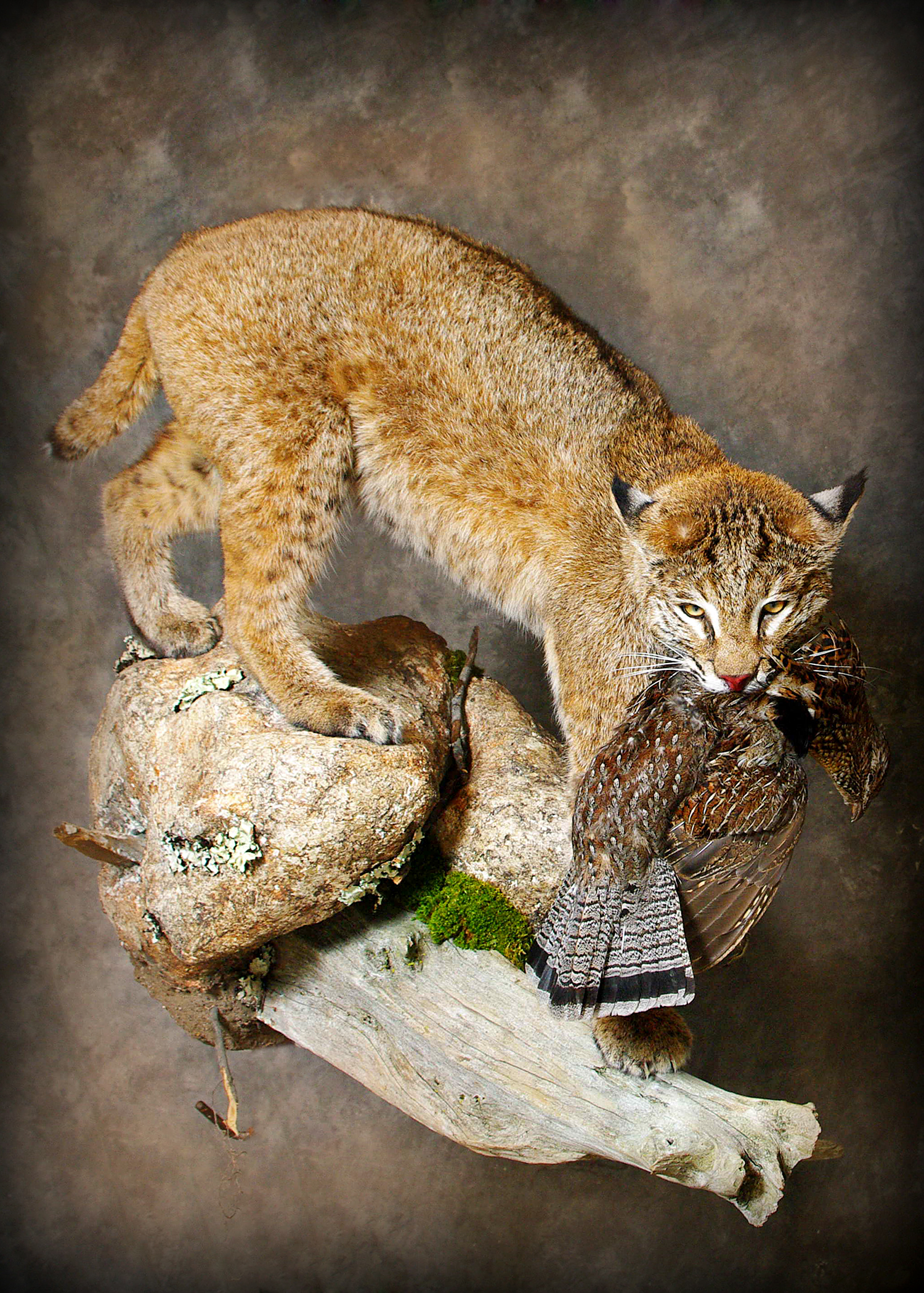 Bobcat | Pheasant