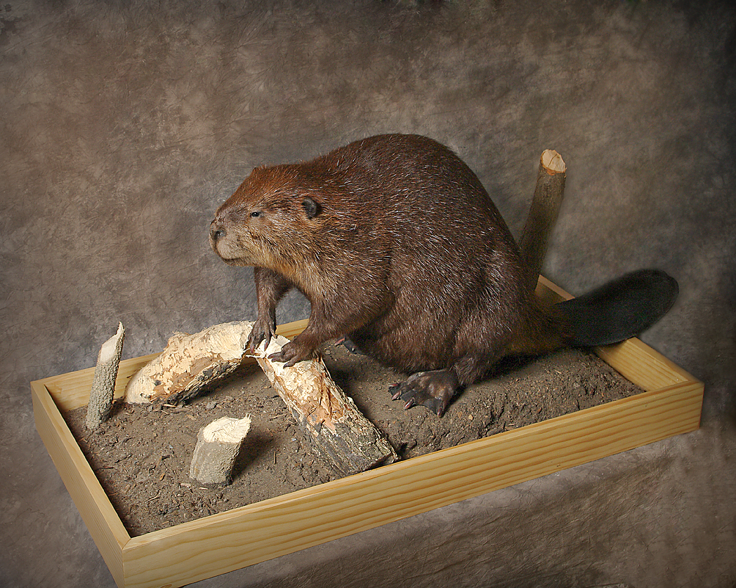 Beaver