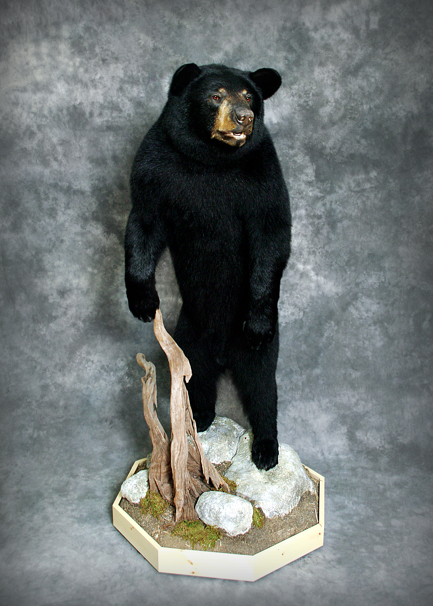 Black Bear
