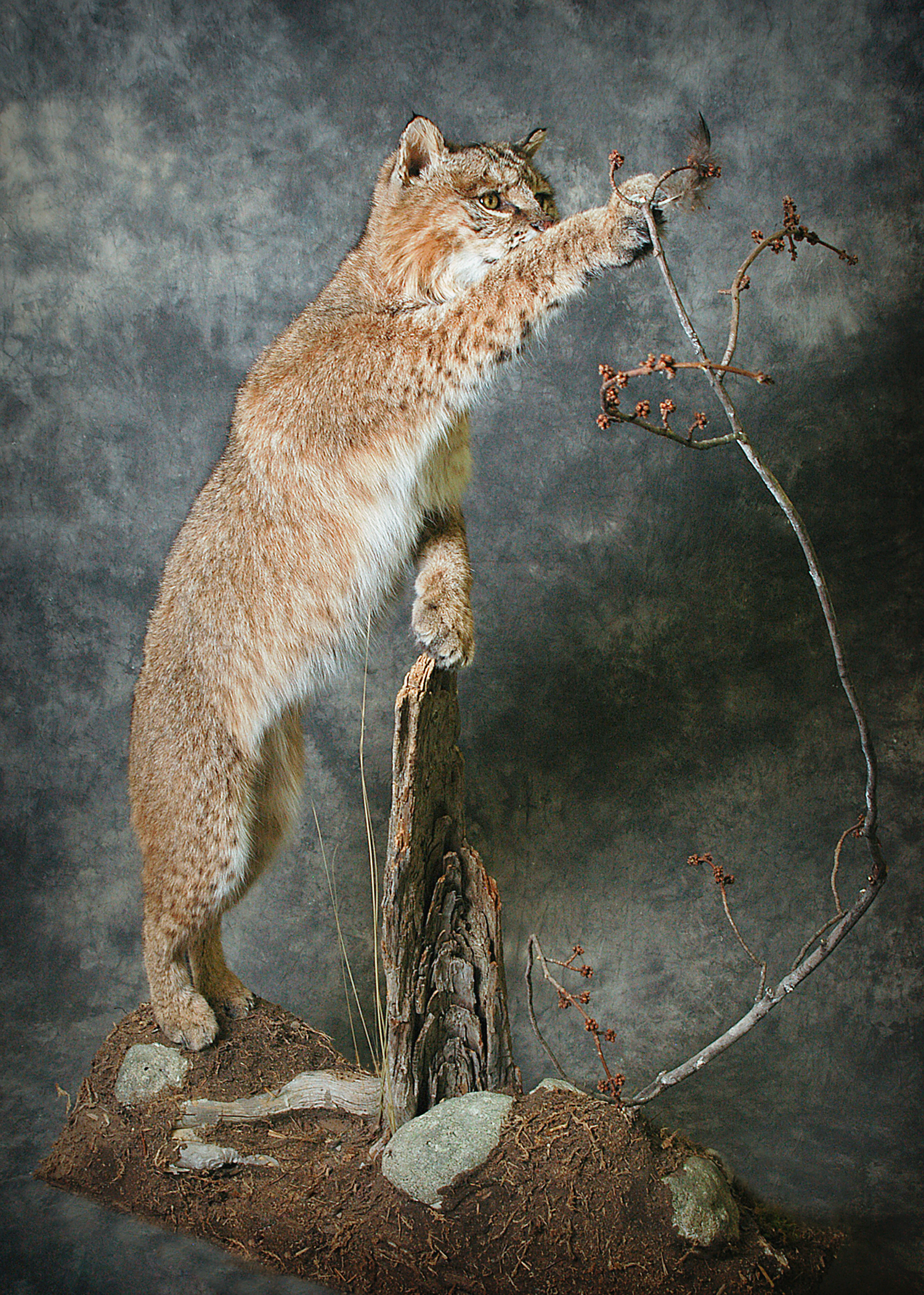 Bobcat