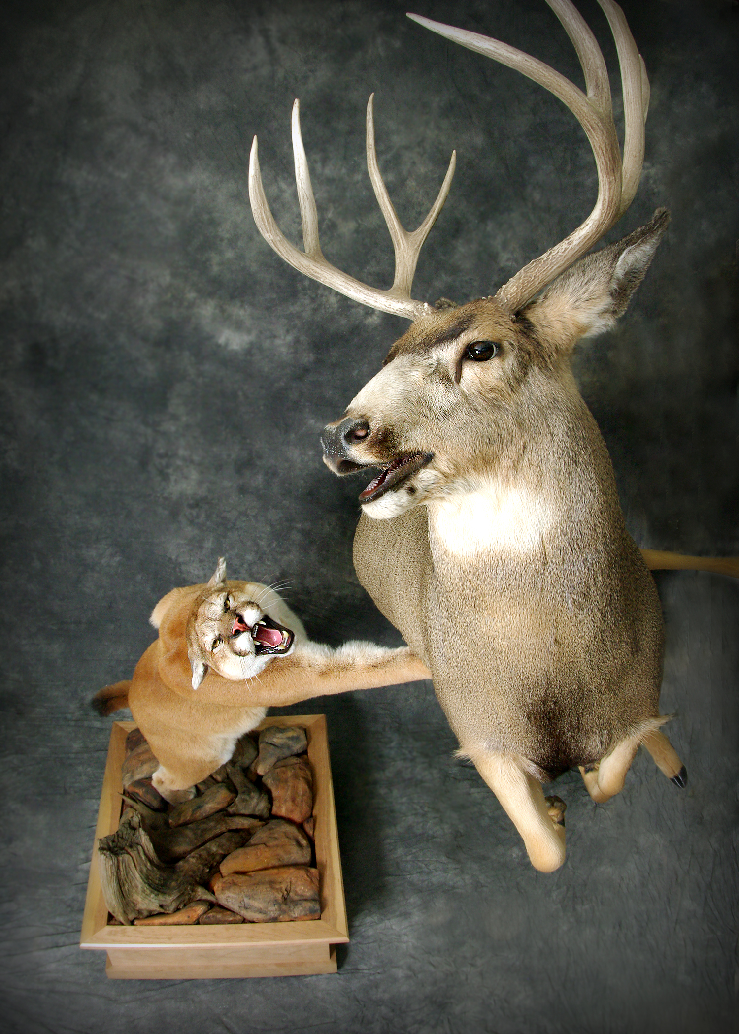 Mountain Lion | Mule Deer