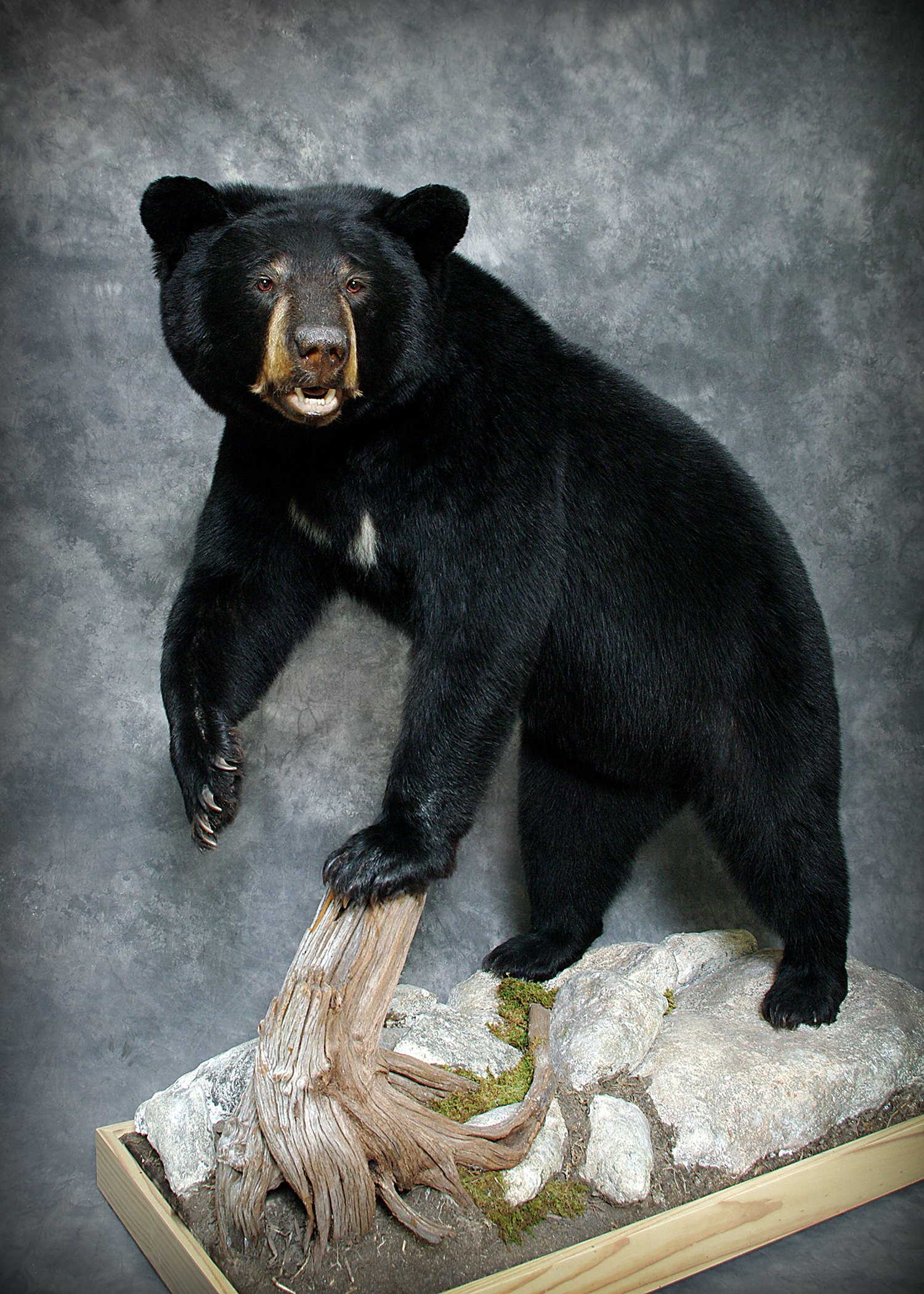 Black Bear