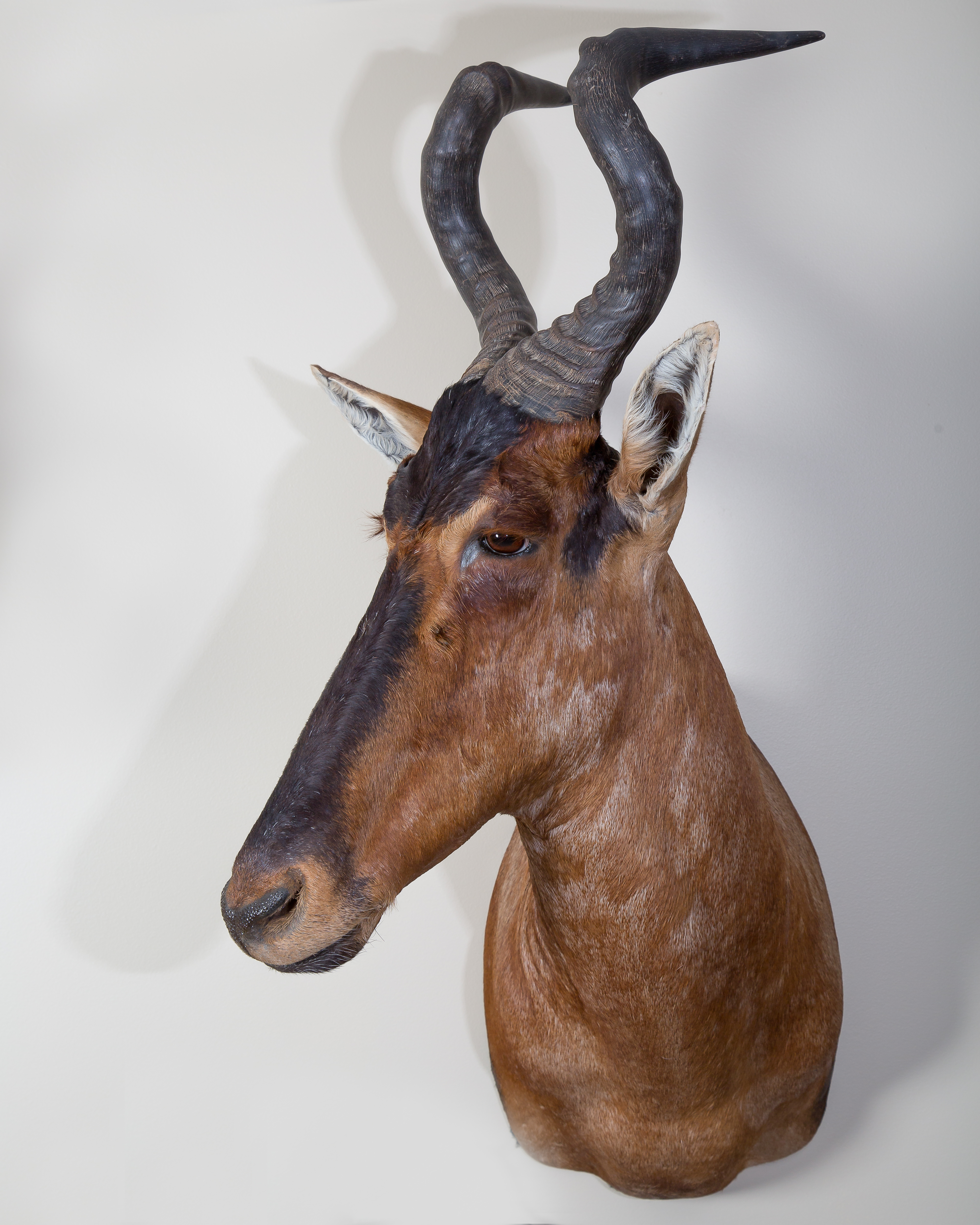 Red Hartbeest