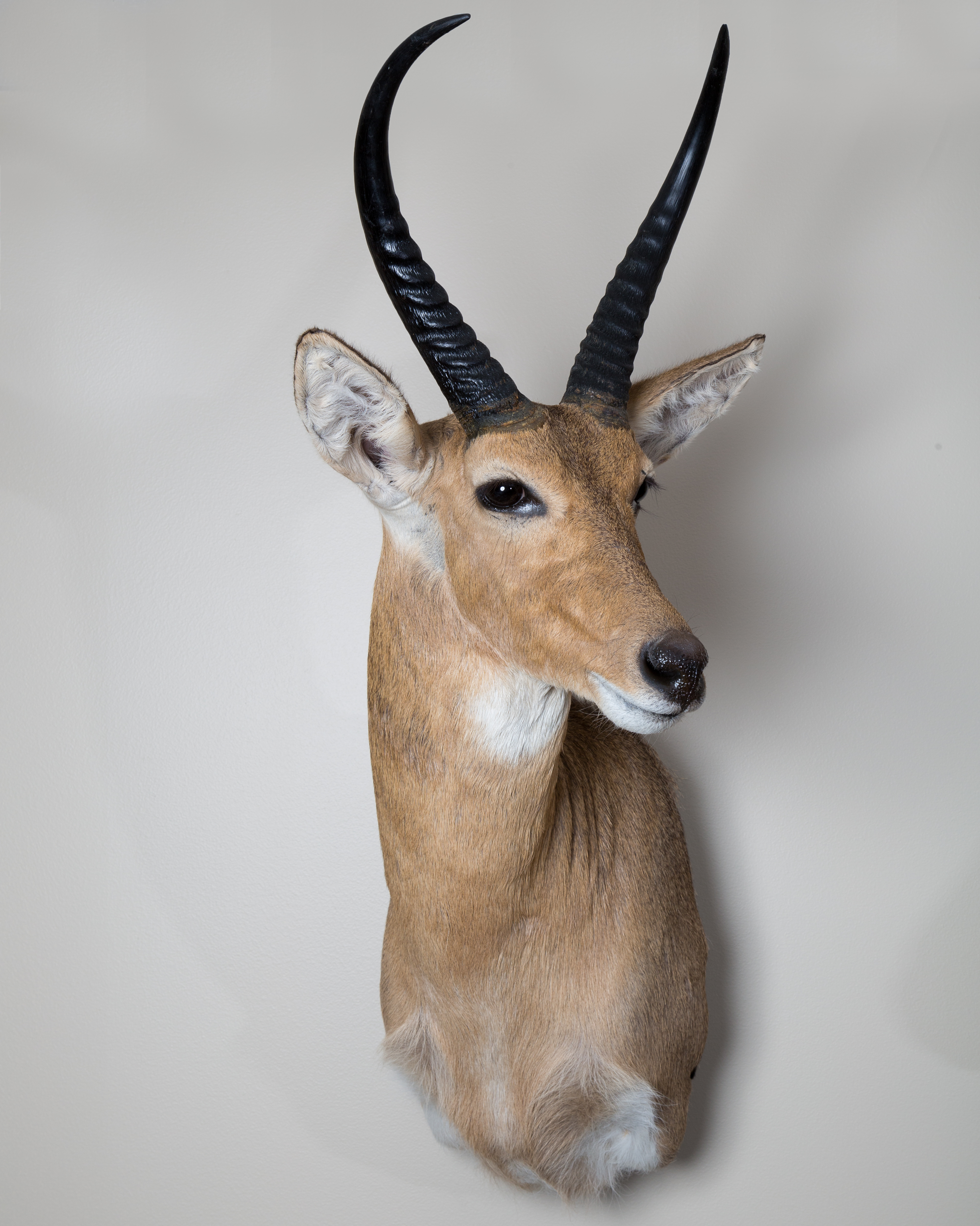 Reed Buck