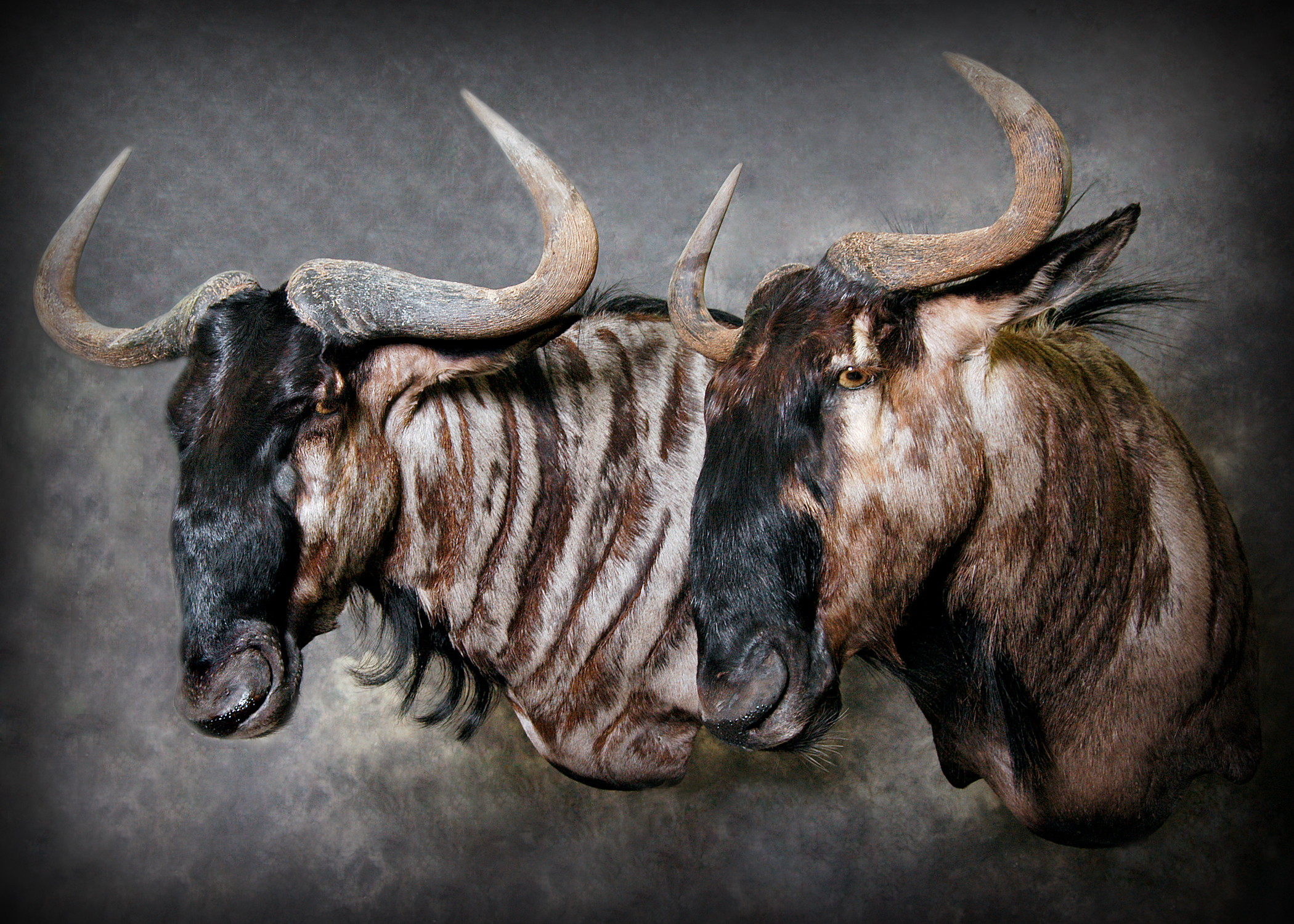 Wildebeast