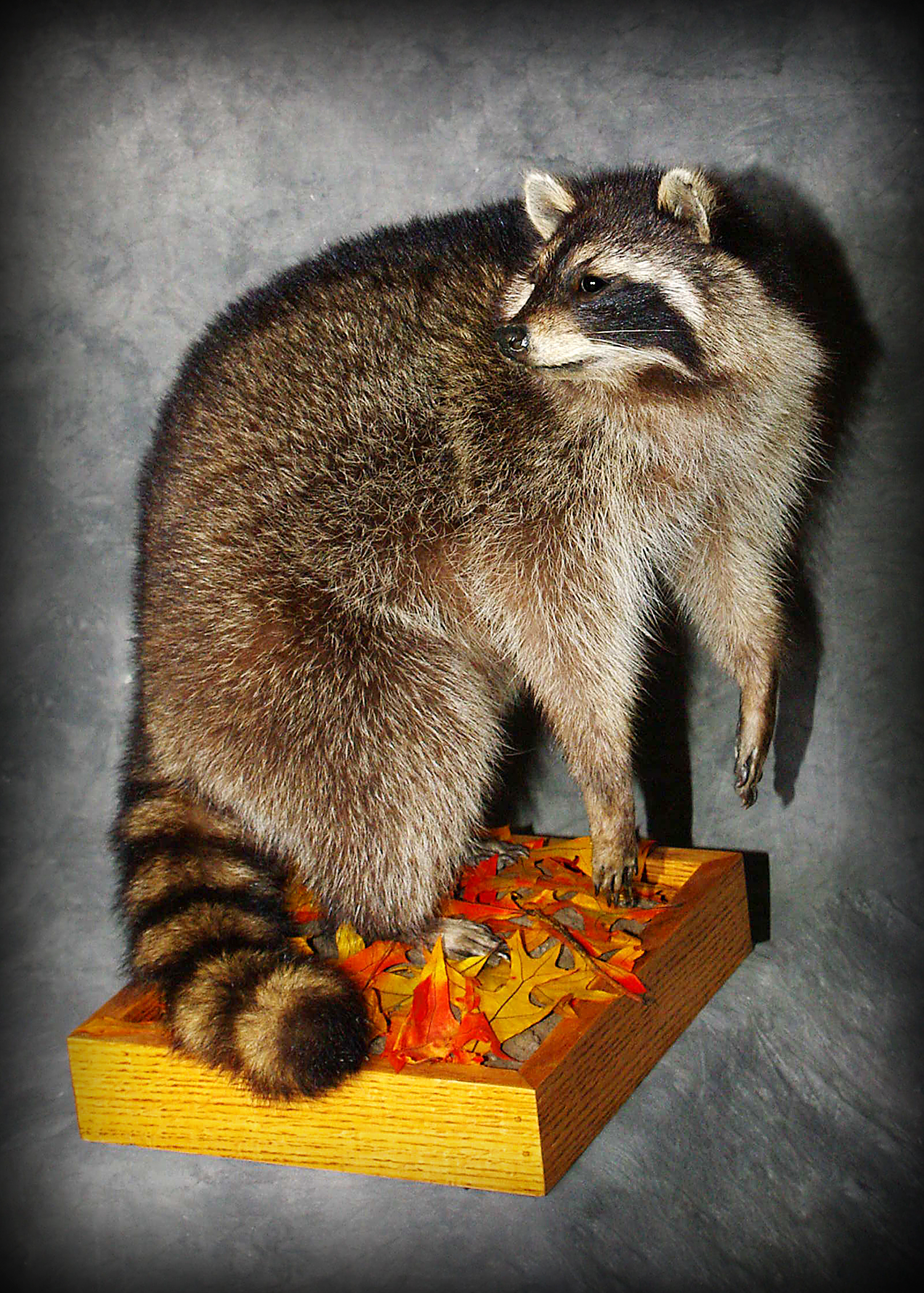 Racoon