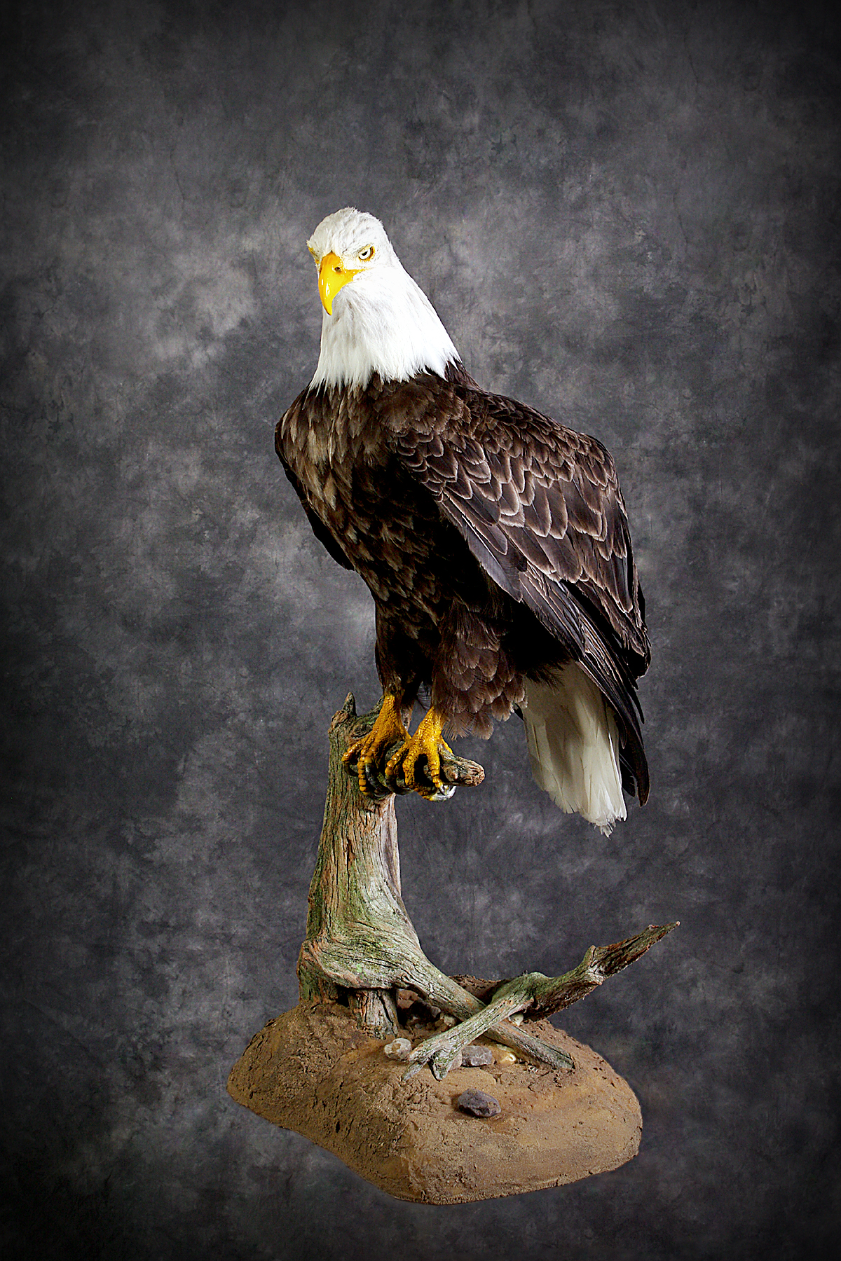 American Bald Eagle