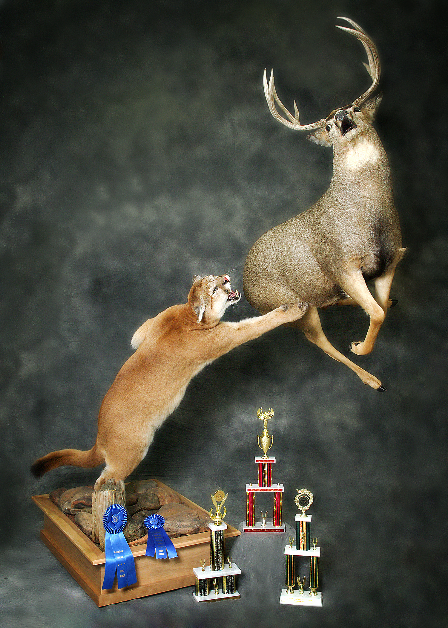 Mountain Lion | Mule Deer