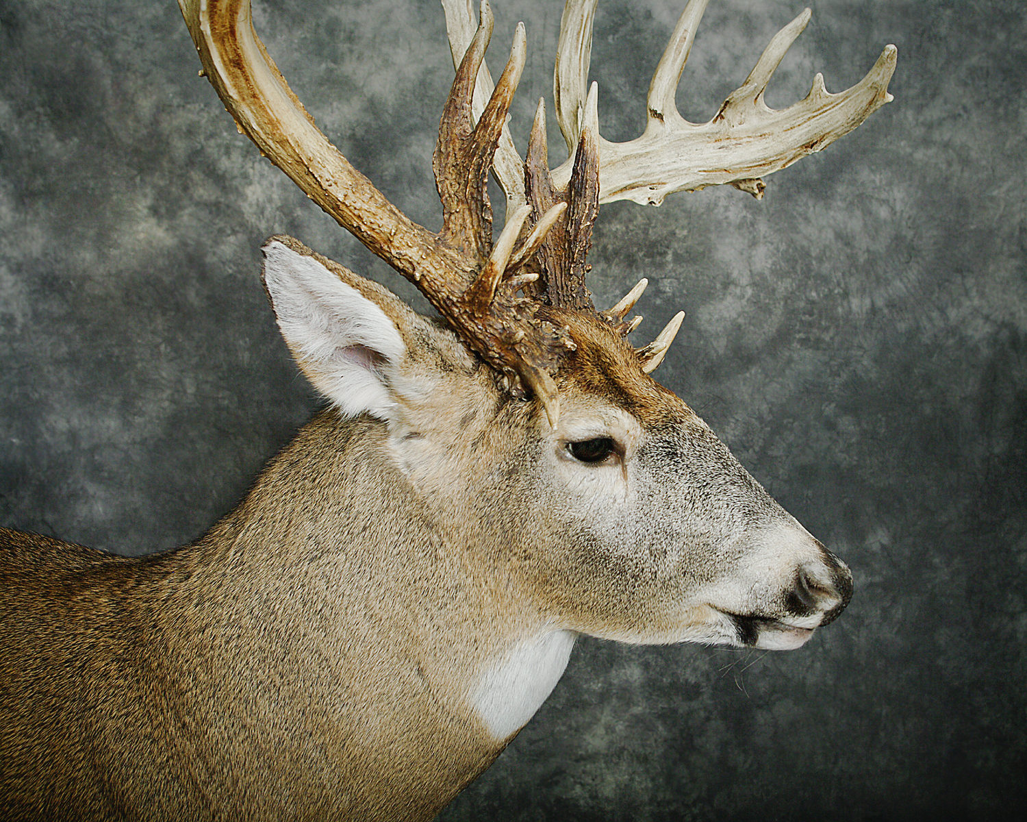 WHITETAIL DEER