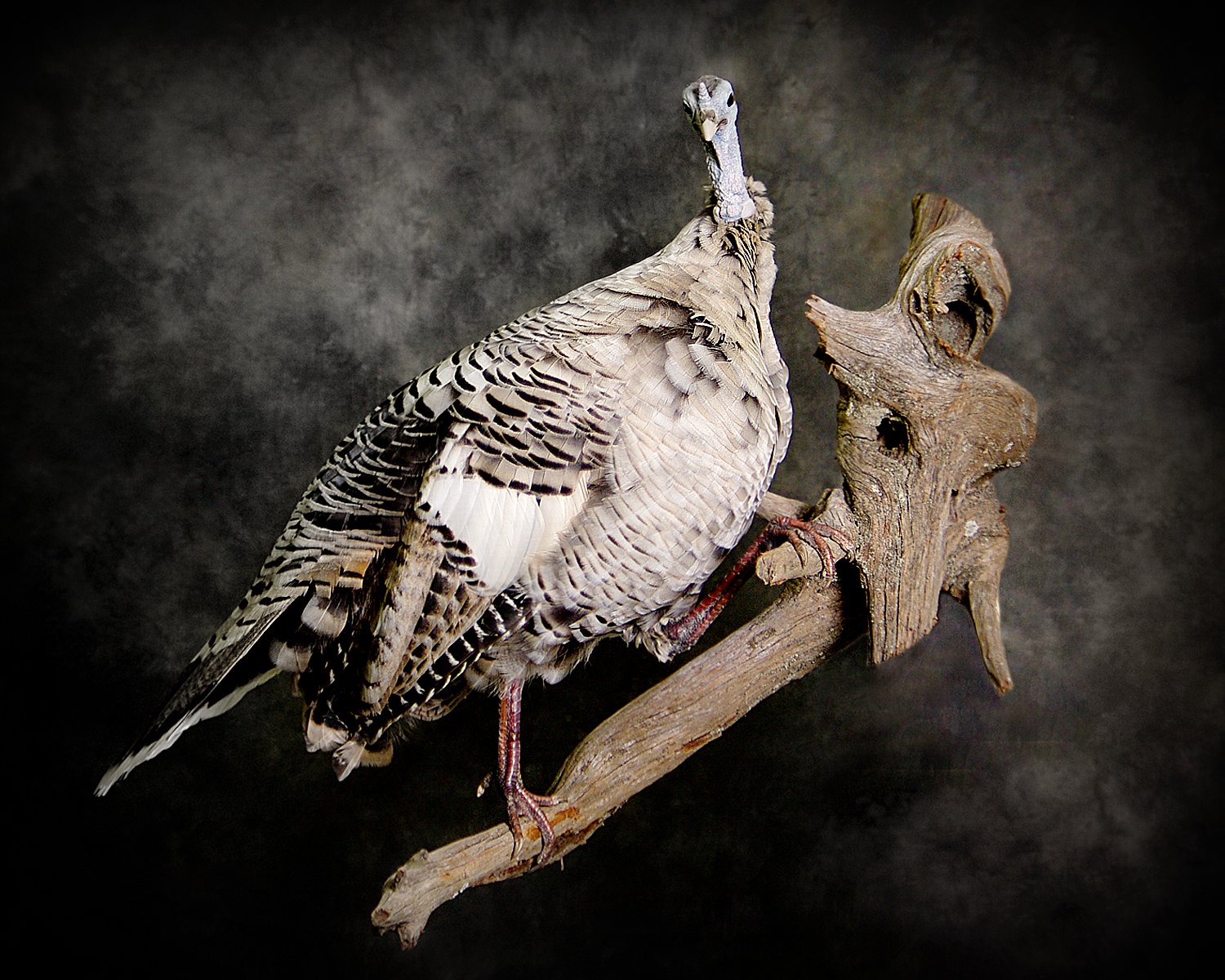 White Wild Turkey