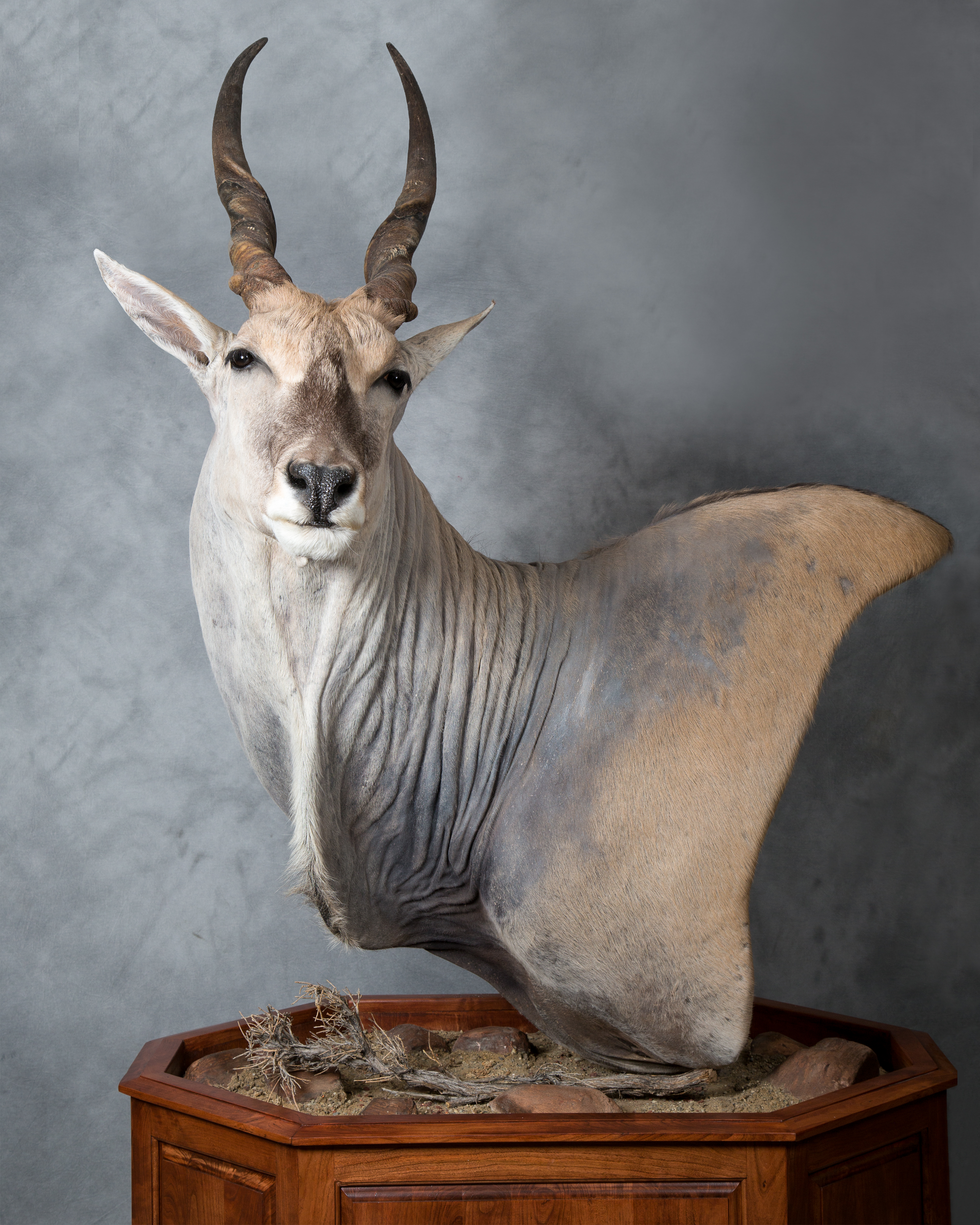 Eland