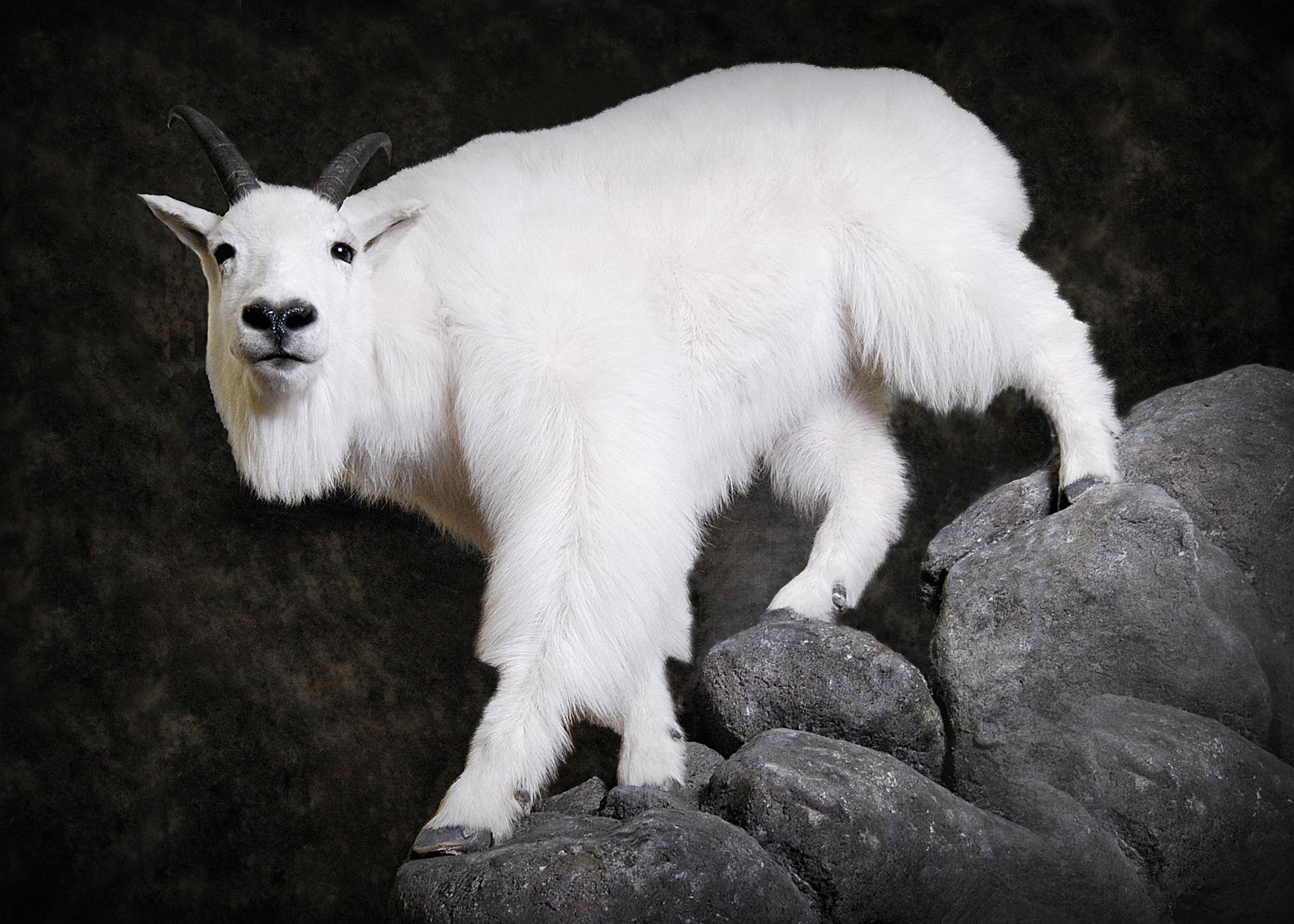 Mountain Goat