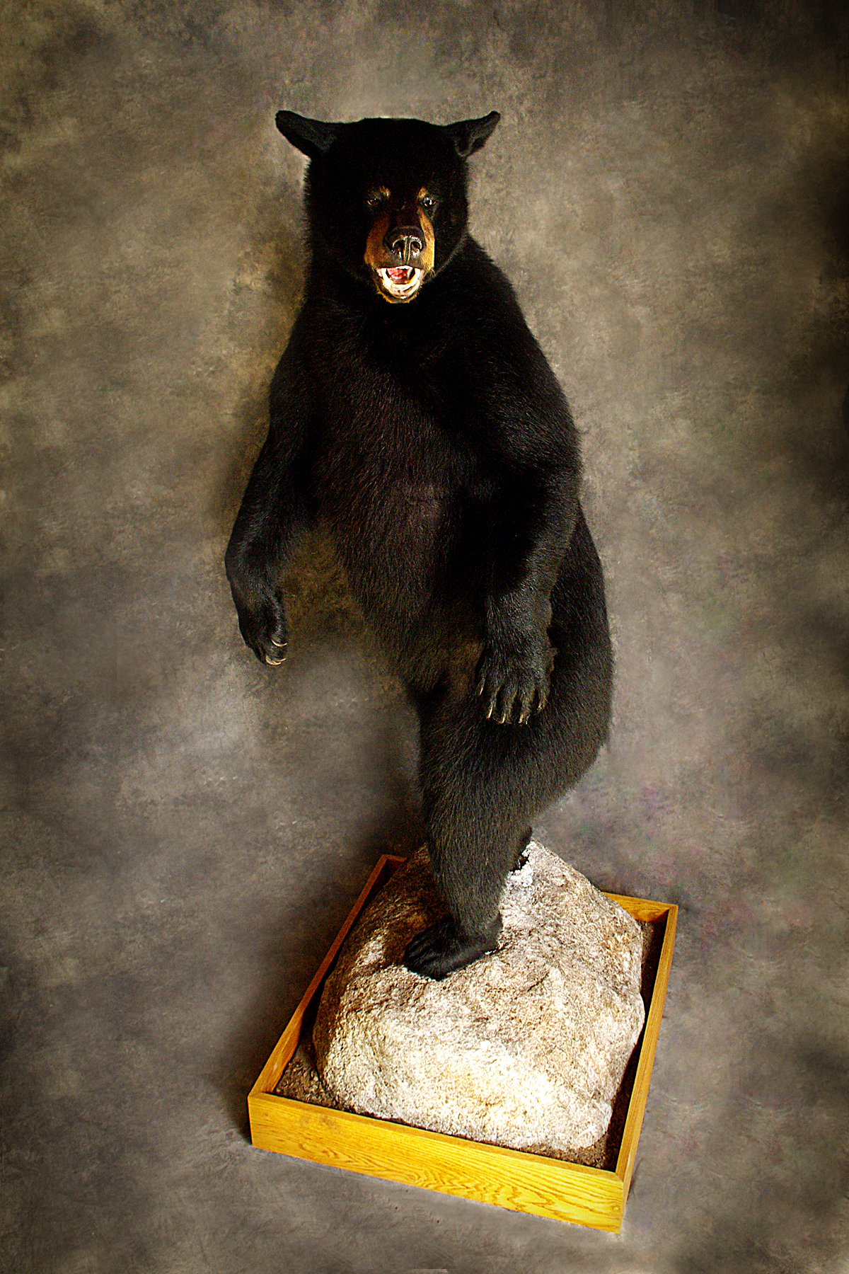 Black Bear