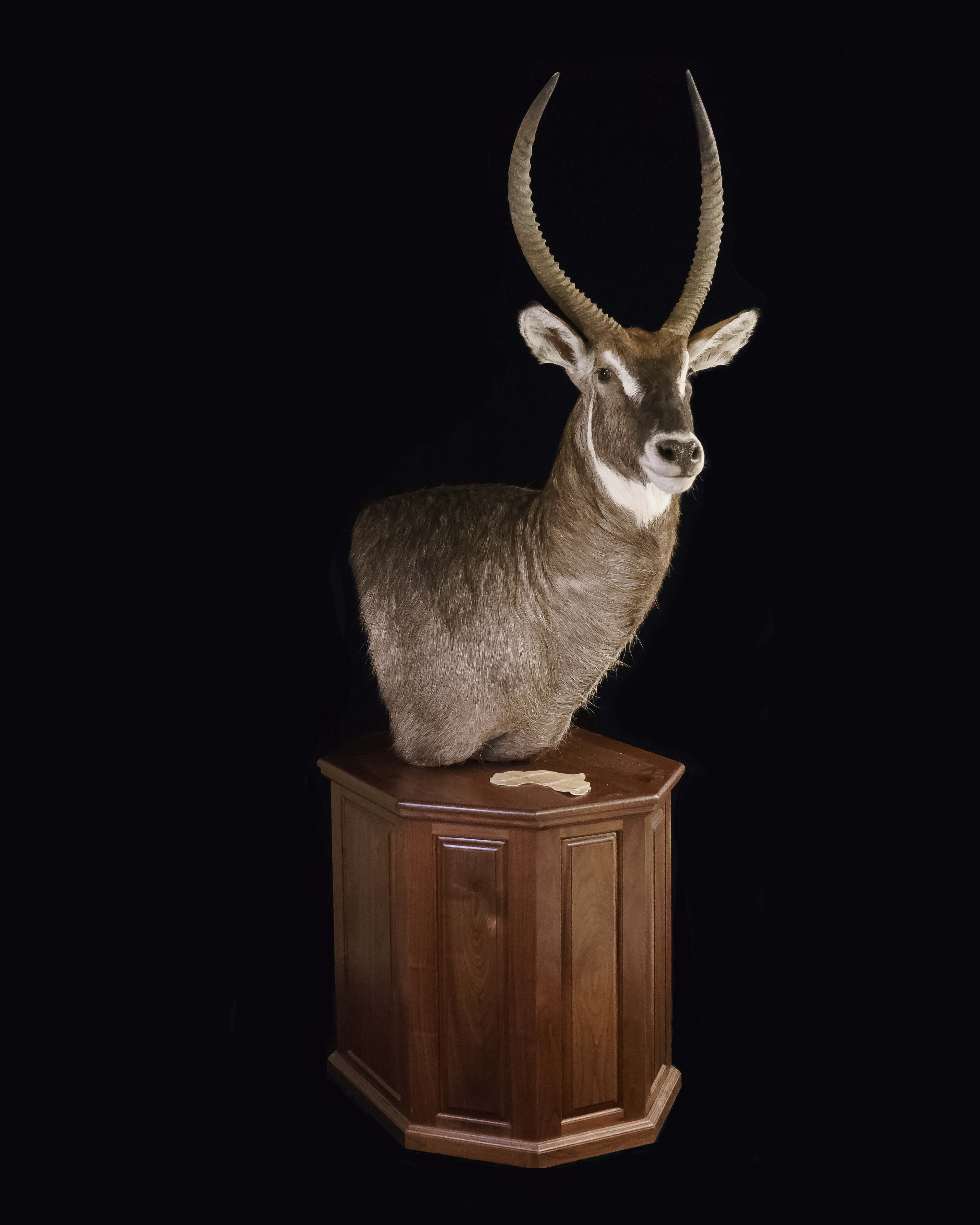 18 Waterbuck