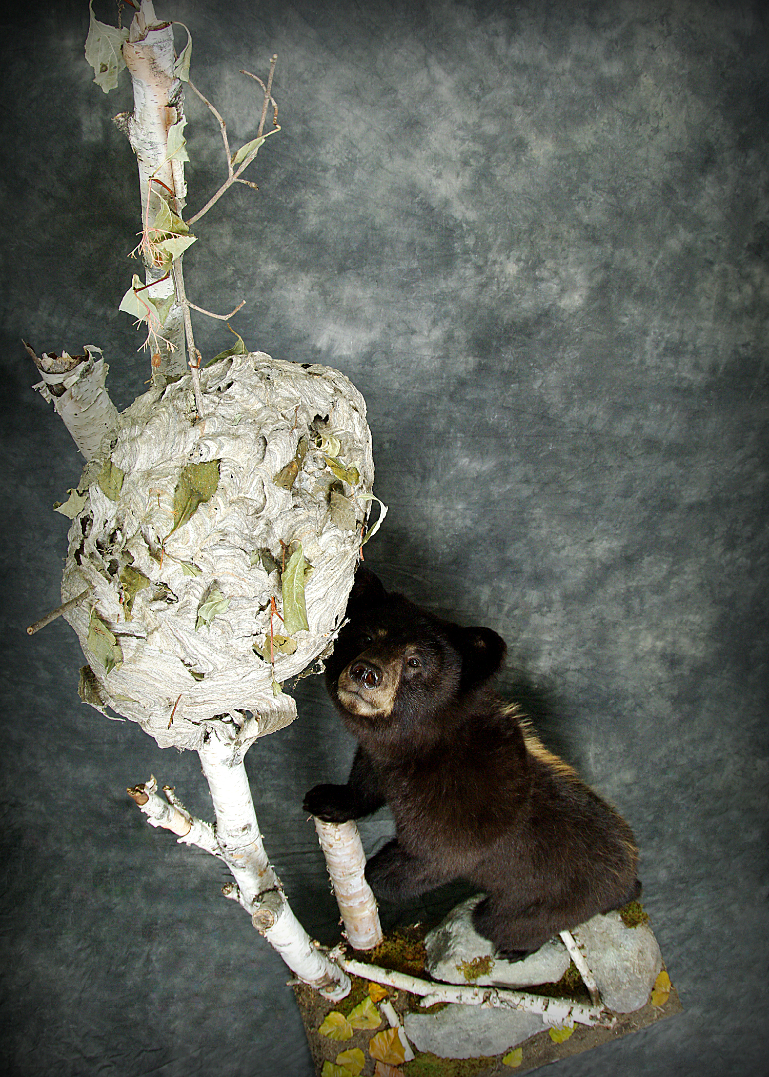 Black Bear