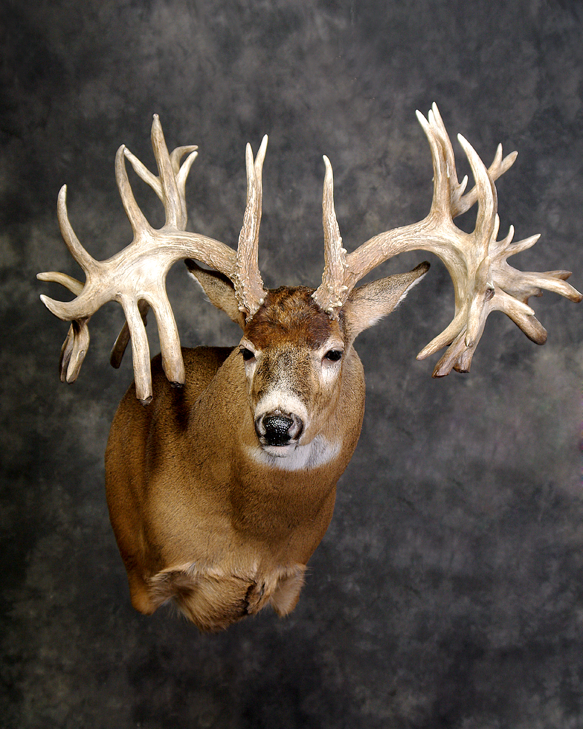 Missouri Monarch Whitetail