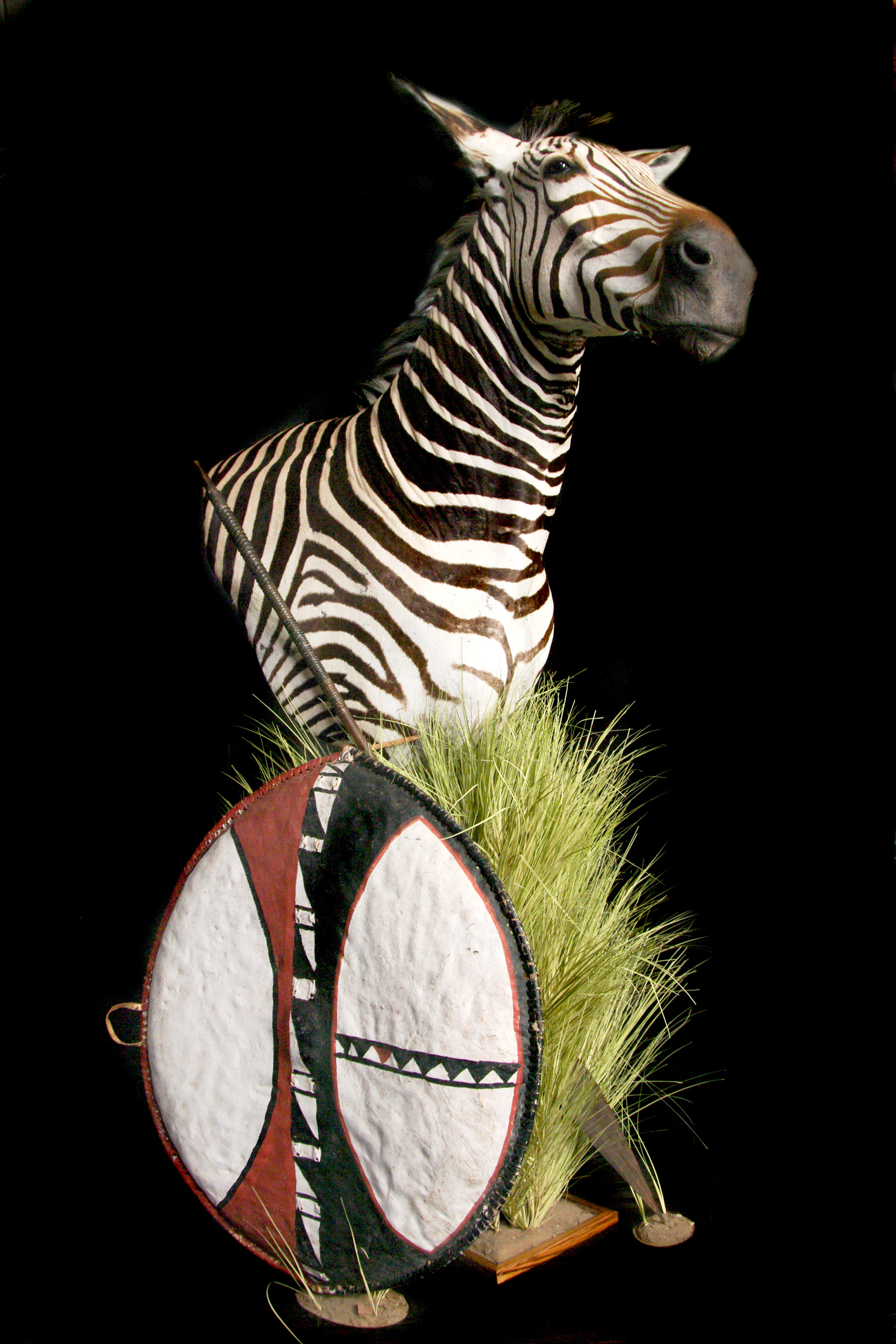 Zebra