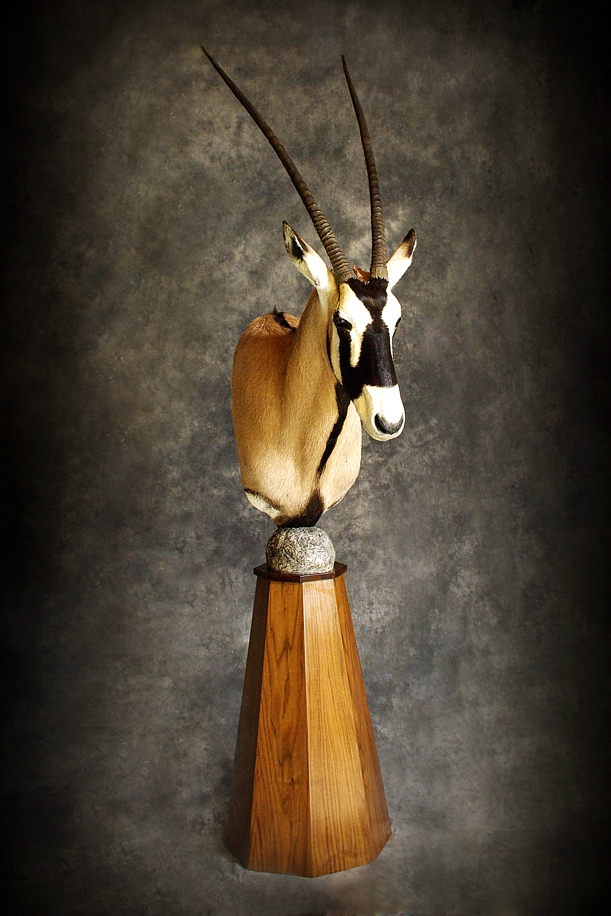 Gemsbok