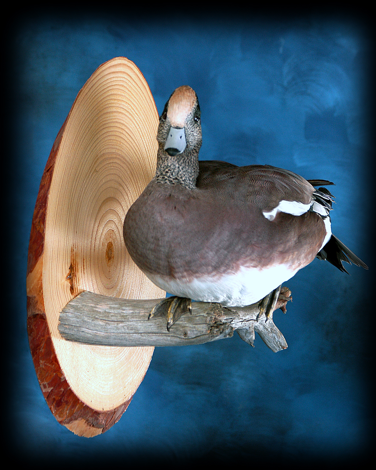 Wigeon