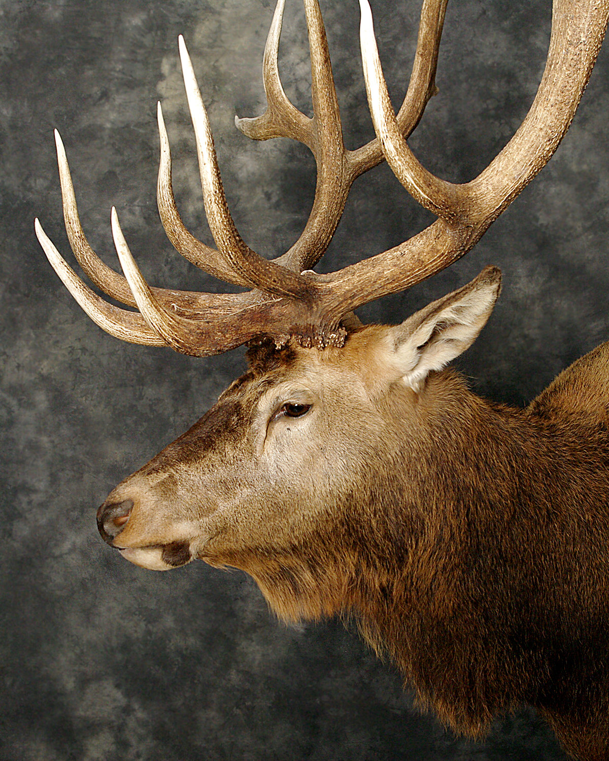 Elk