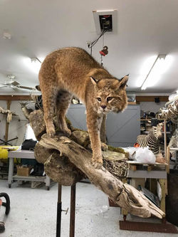 22 Bobcat Wall Mount