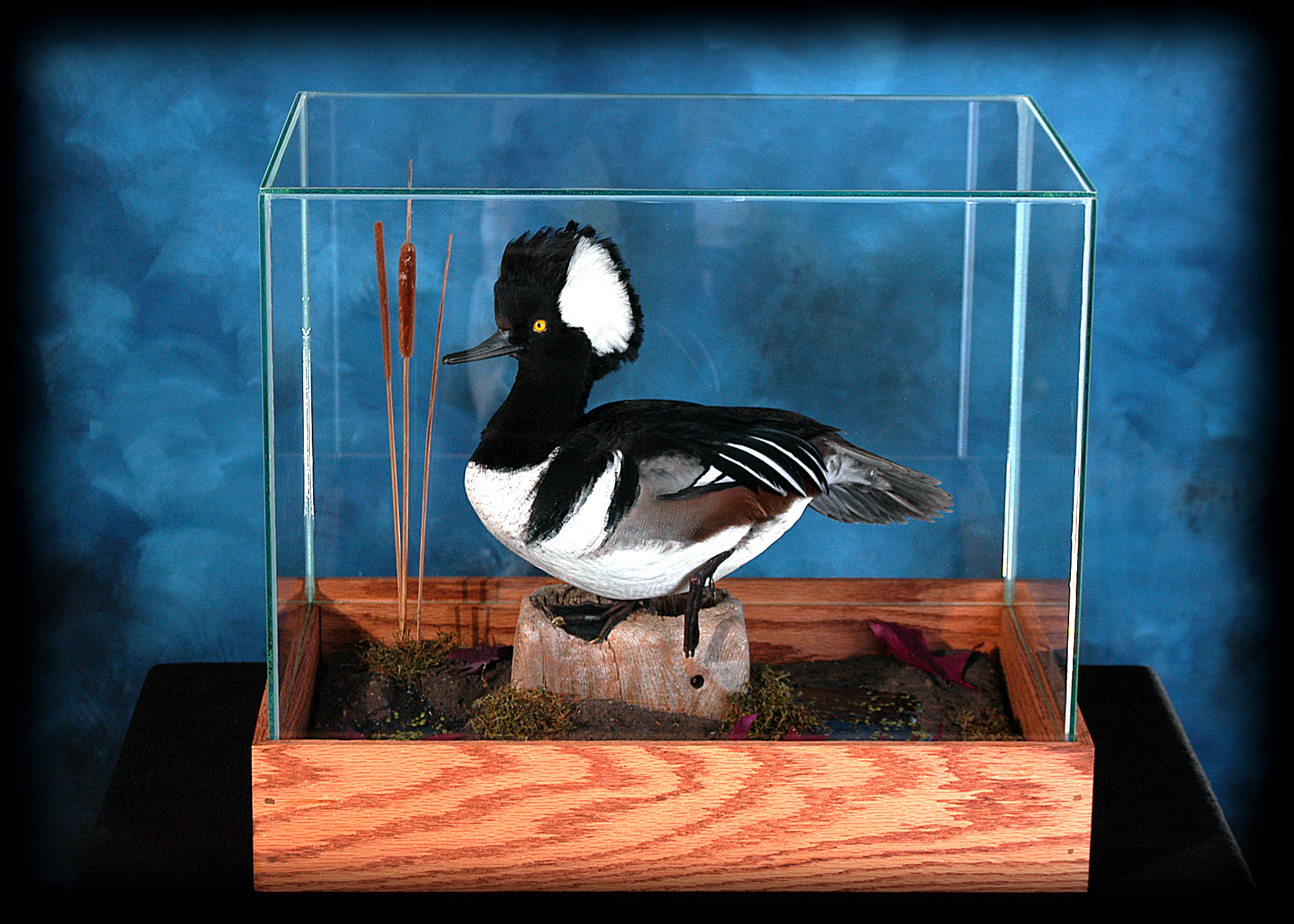 Merganser Duck